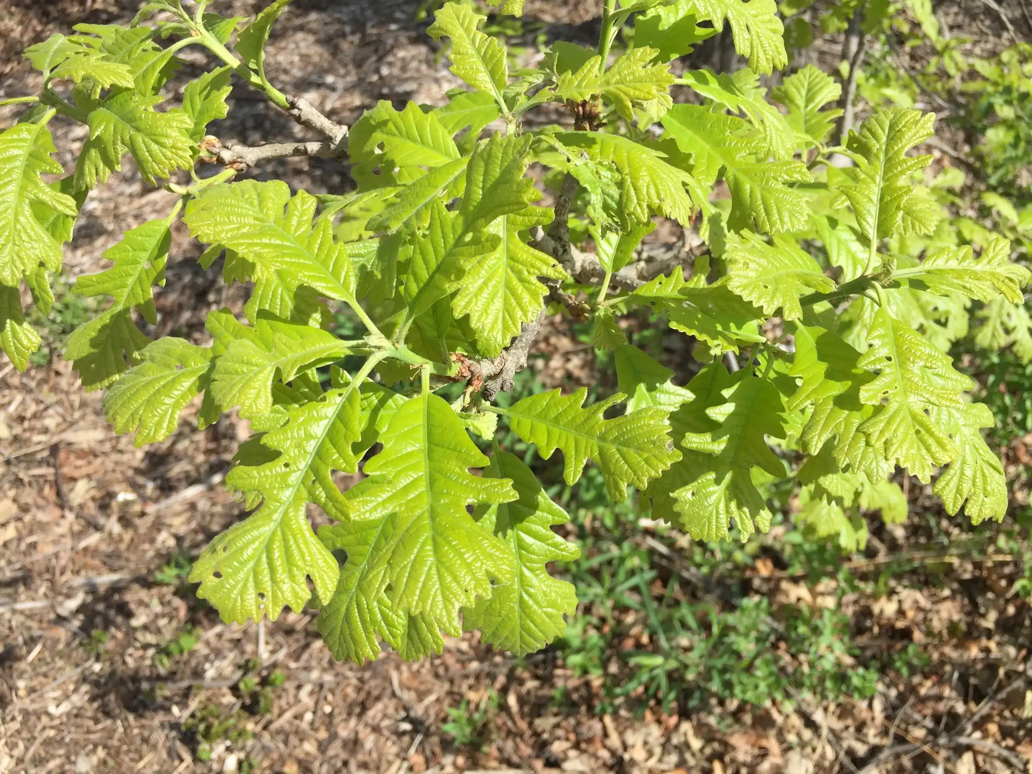 Bur Oak