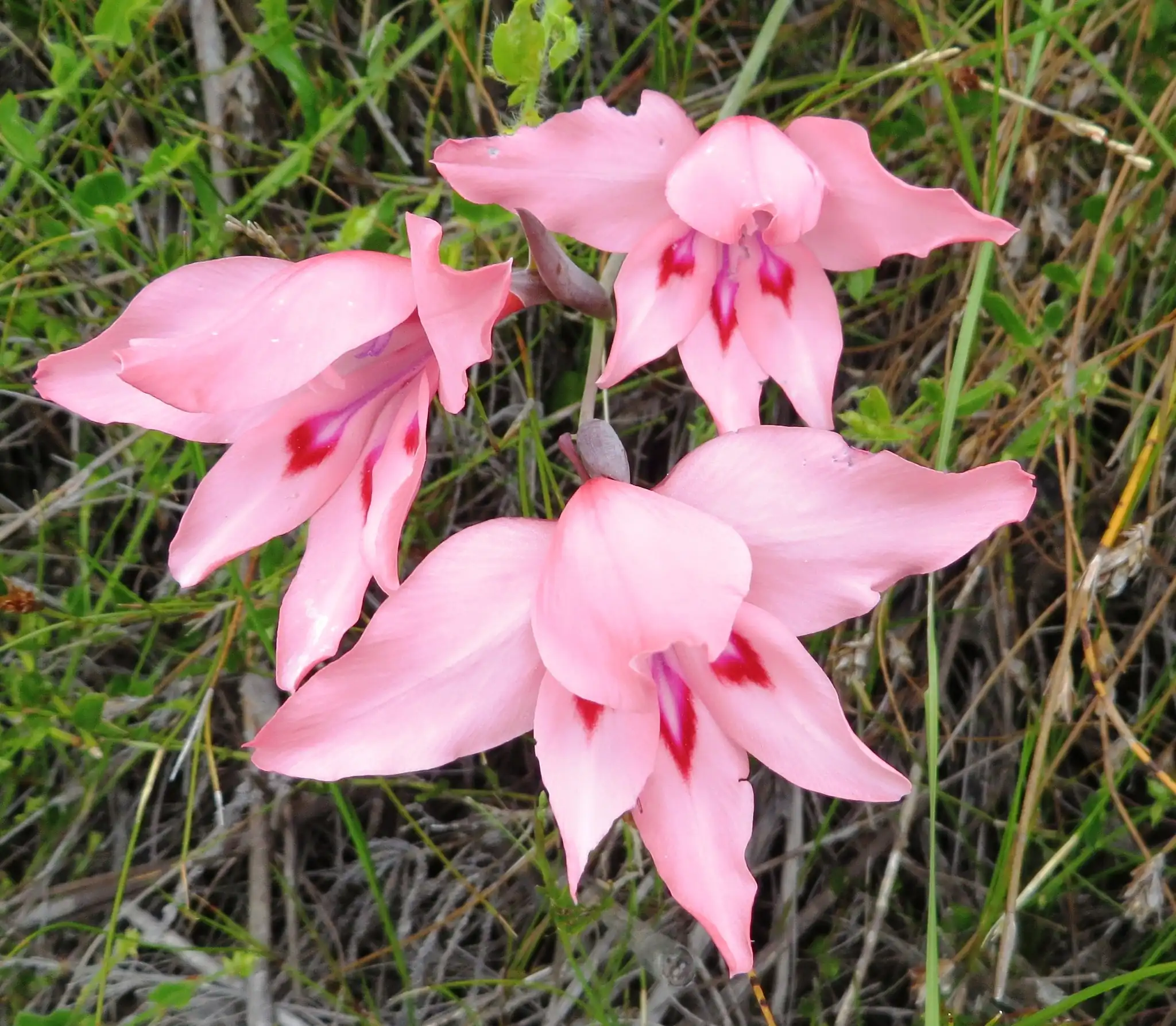 Painted Lady Gladiolus