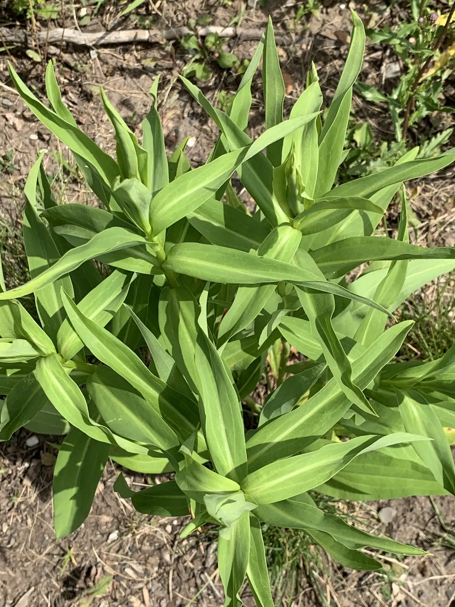 Seaside Goldenrod