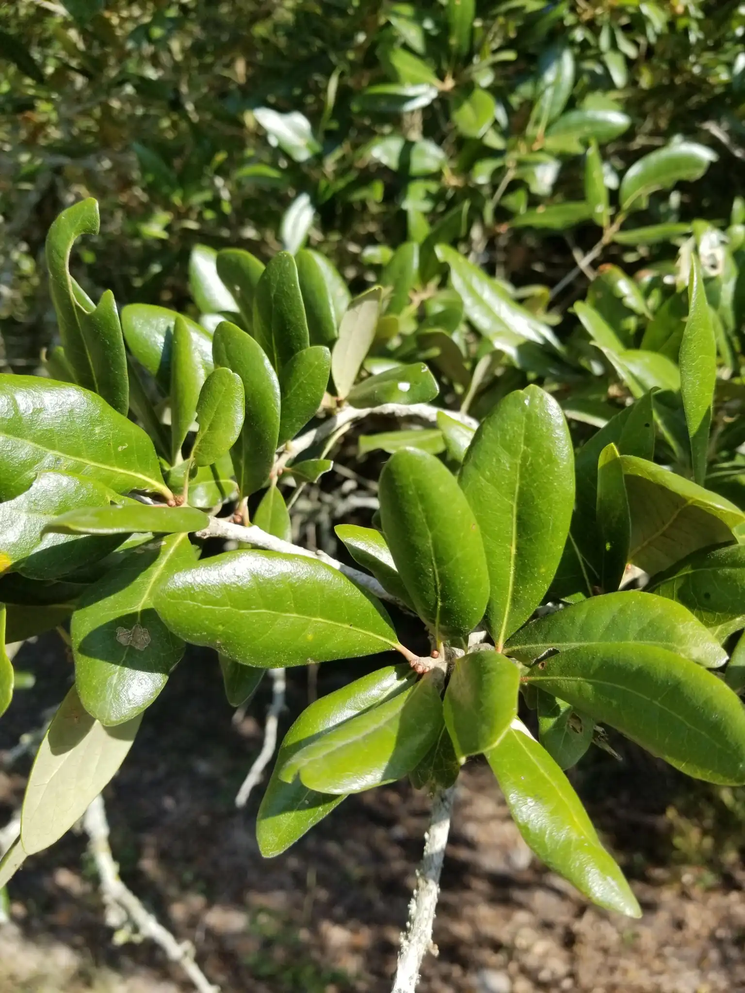 Southern Live Oak