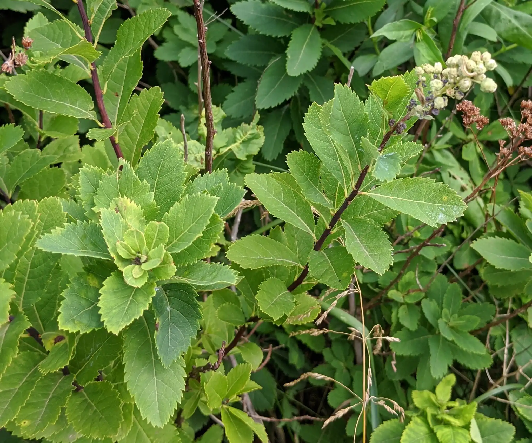 Broadleaf Meadowsweet