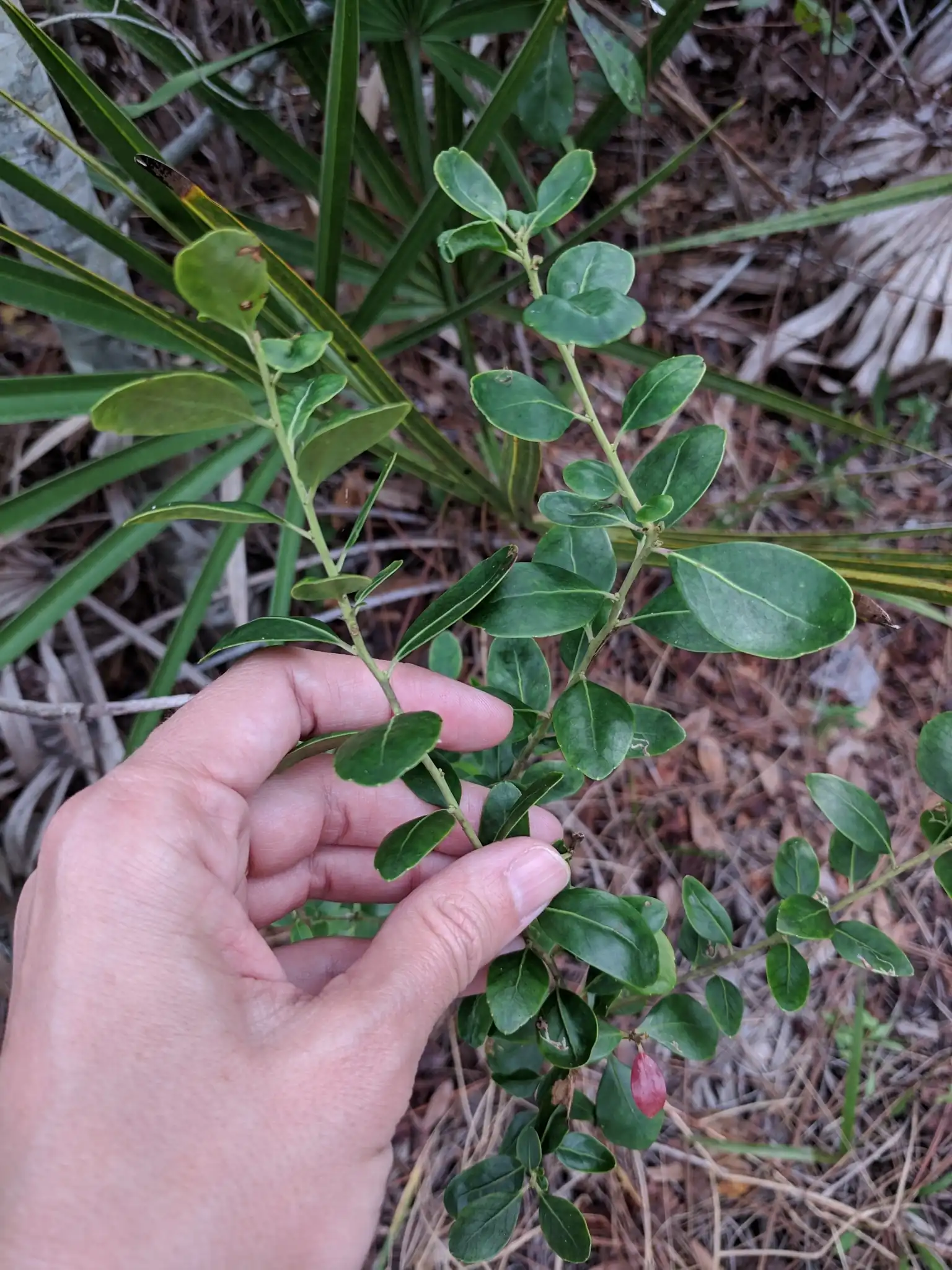 Inkberry Holly