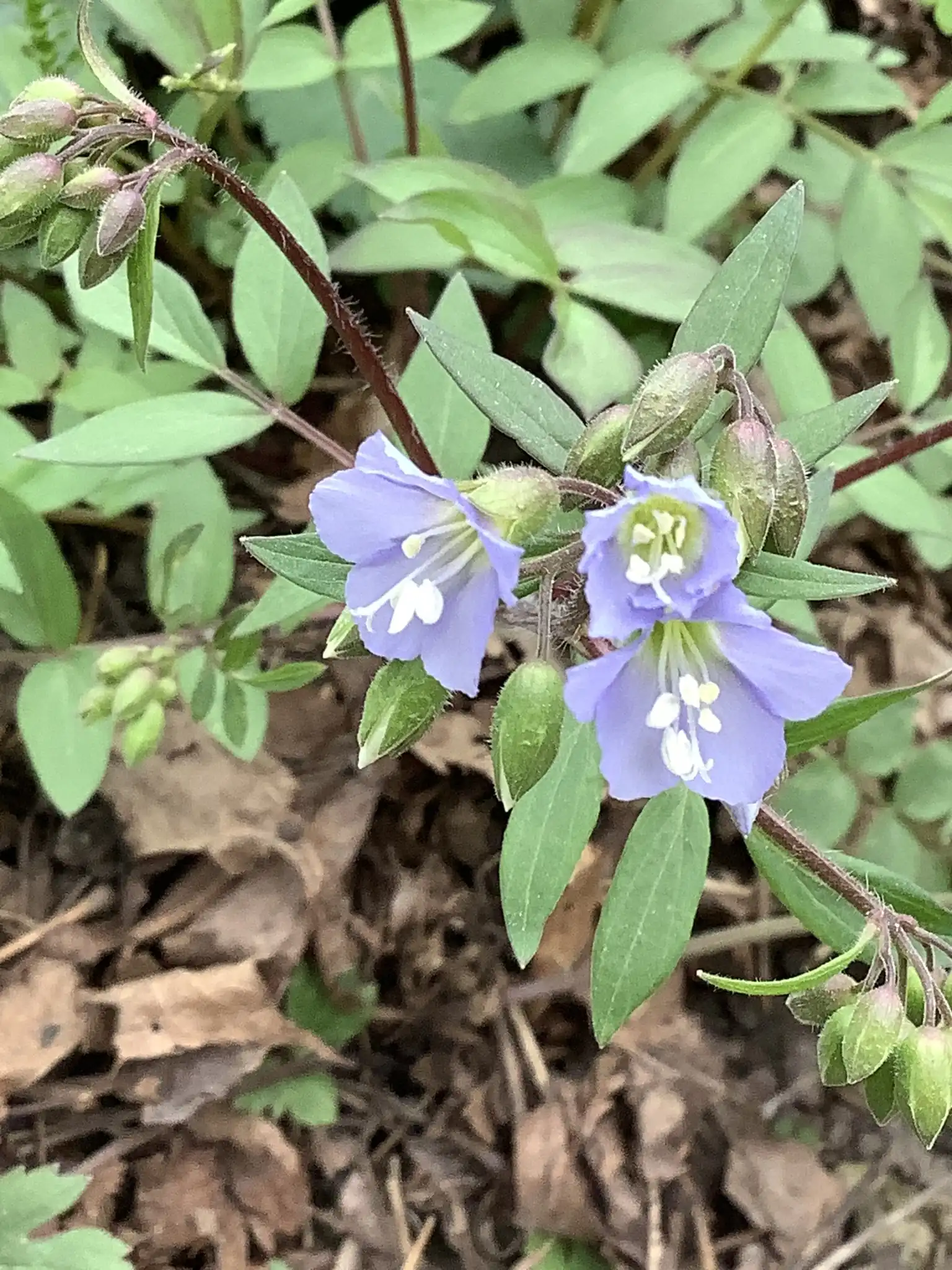 Jacob's Ladder