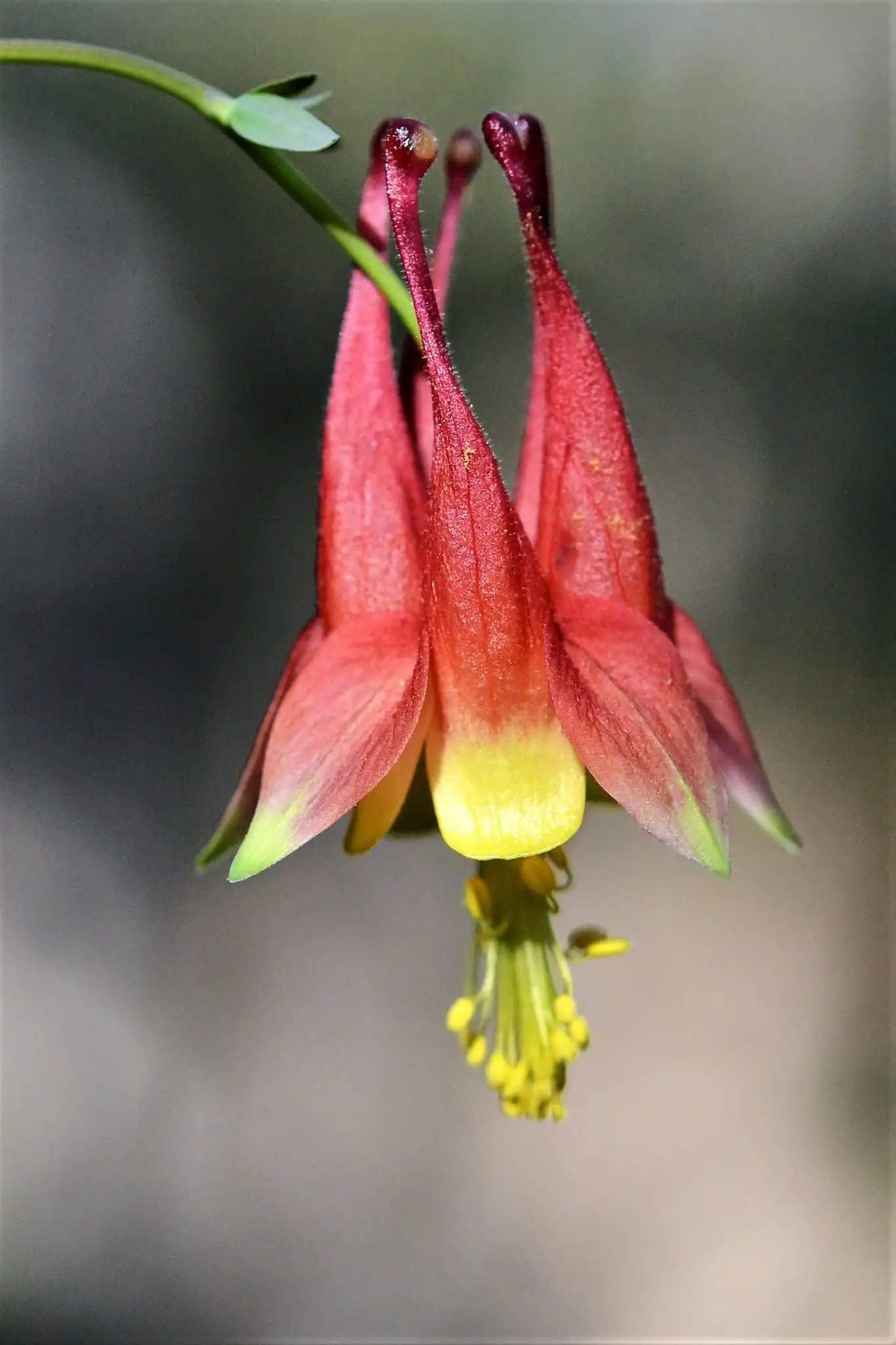 Eastern Red Columbine