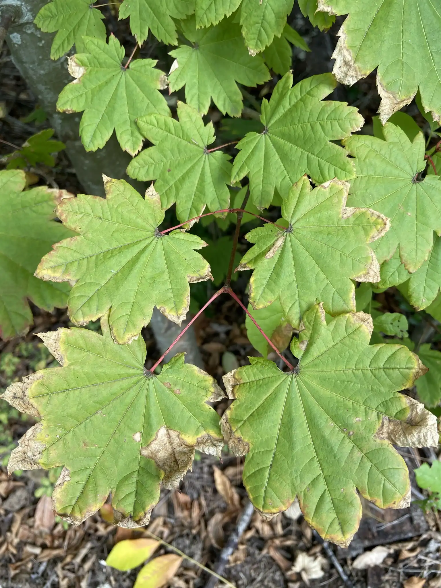 Vine Maple