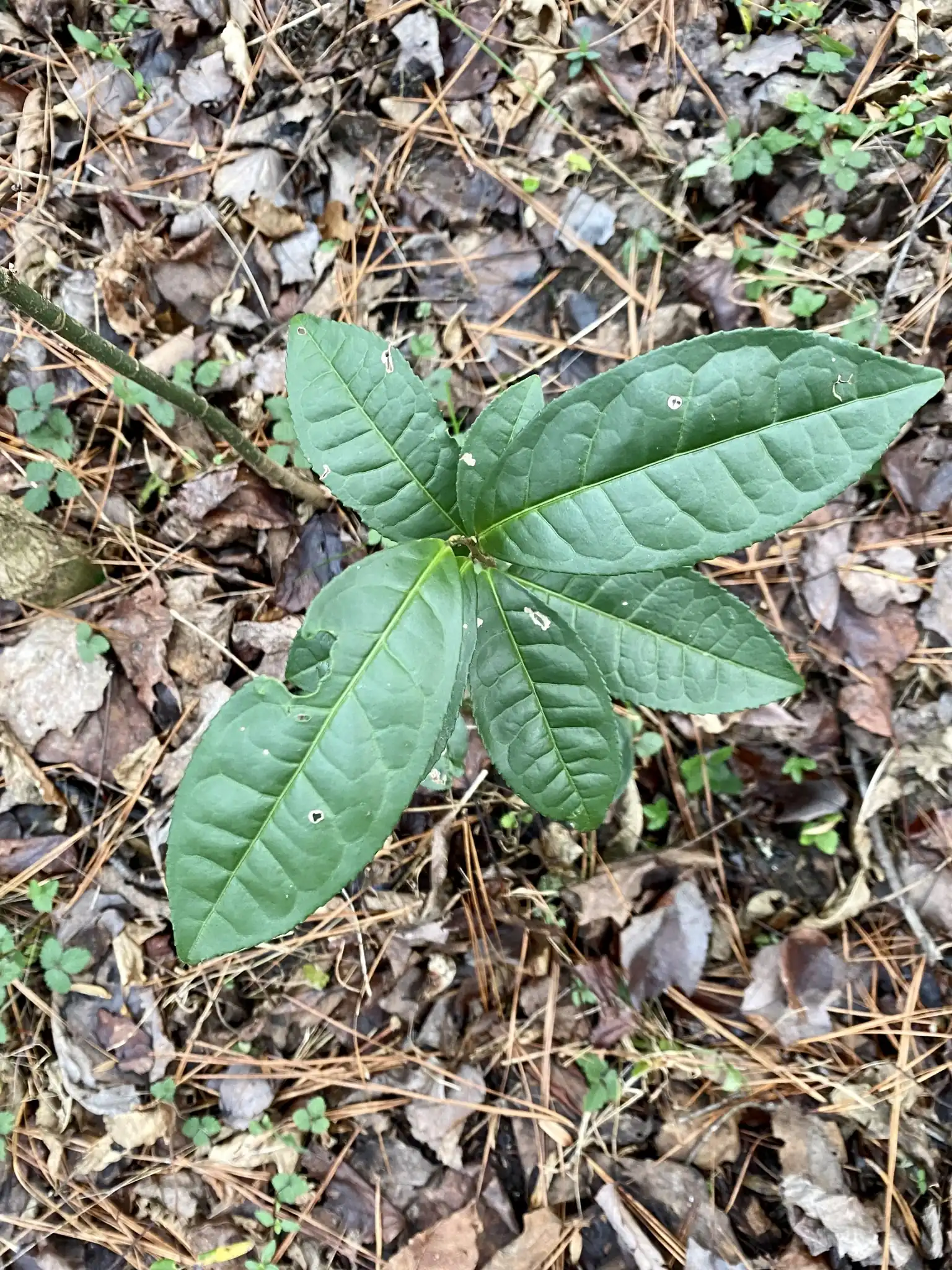 Sourwood