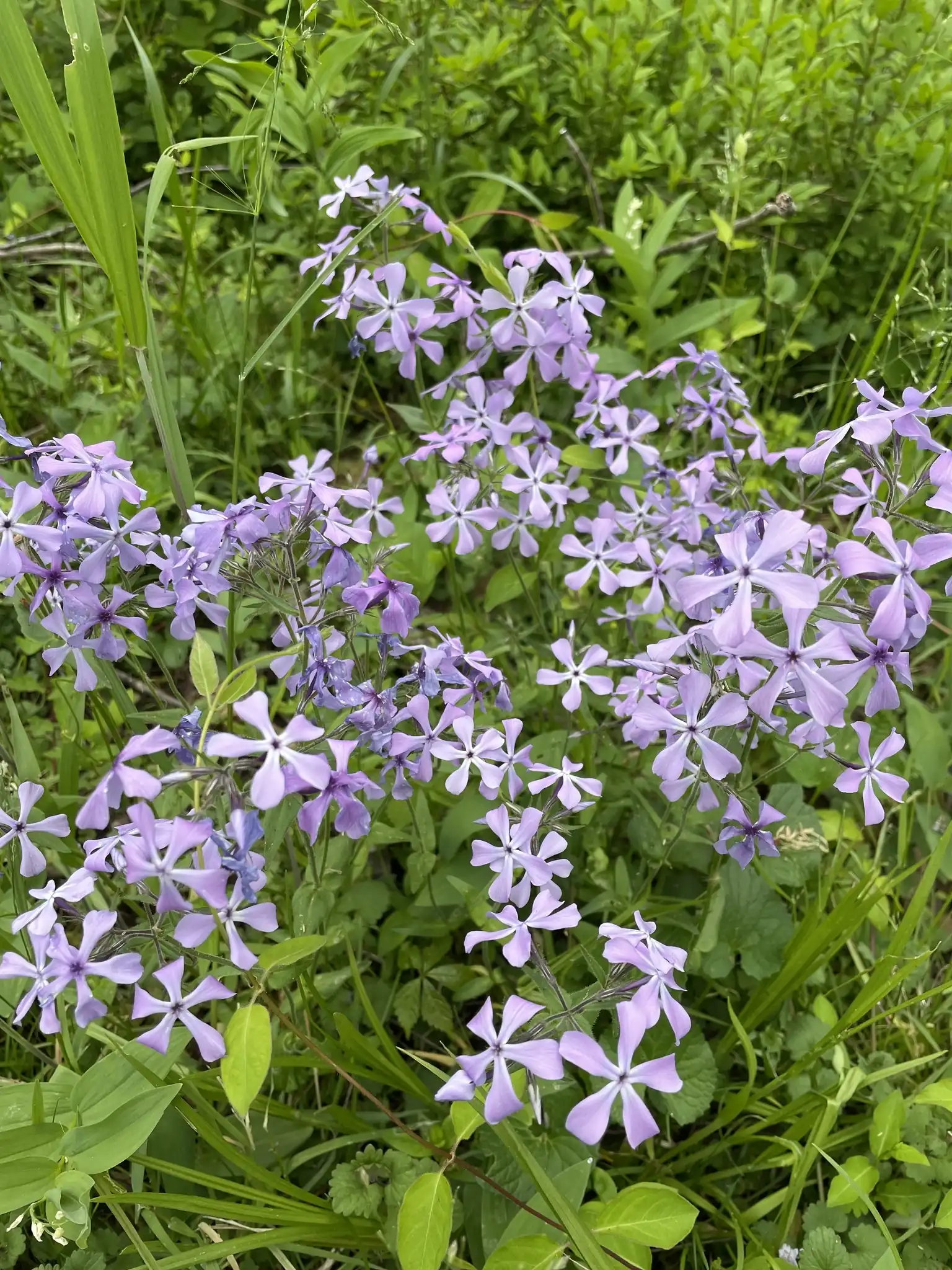Woodland Phlox