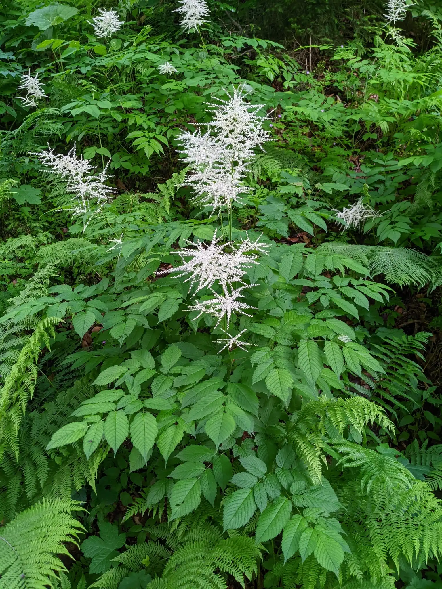 Goat's Beard