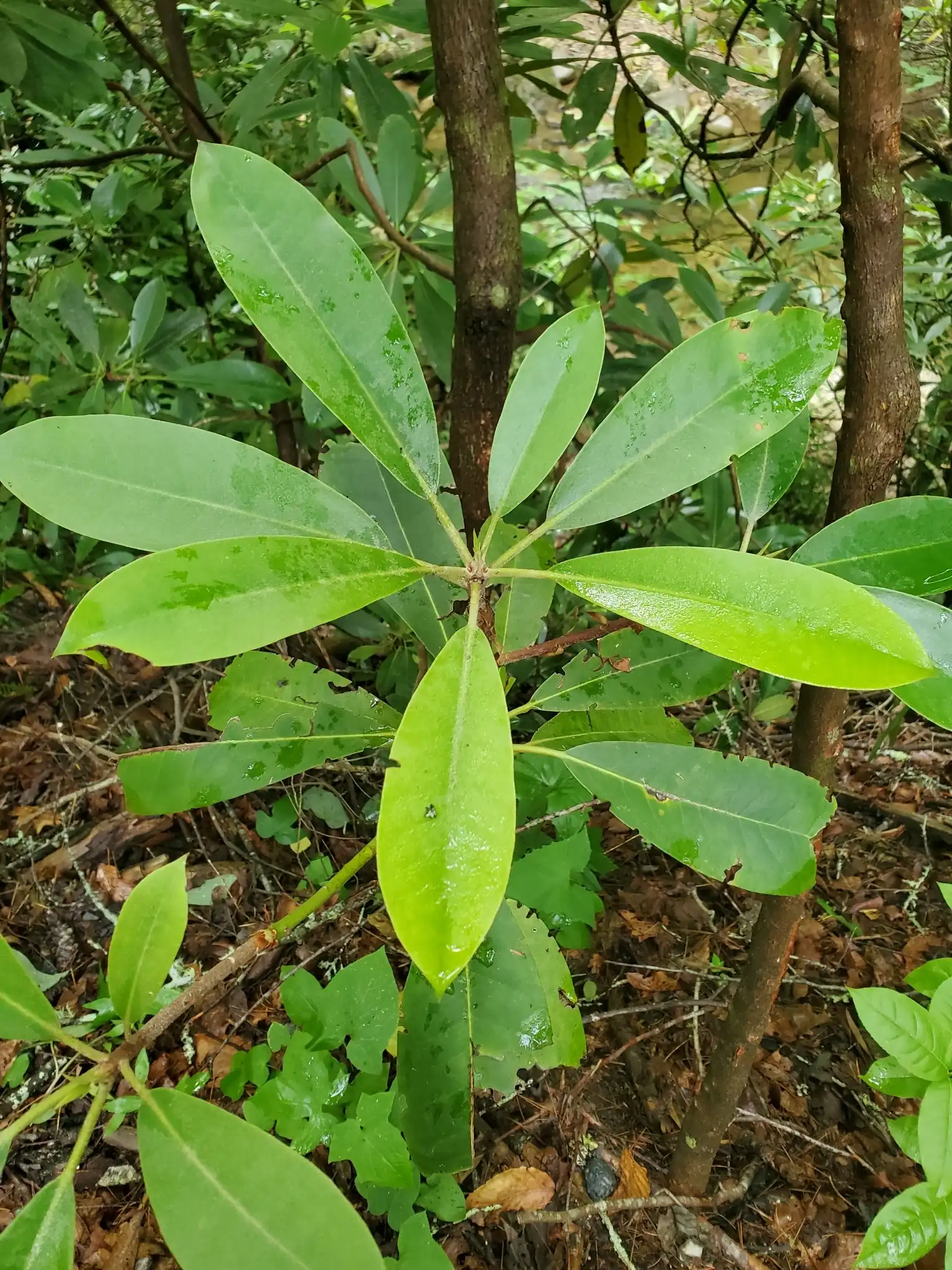 Great Laurel Rhododendron