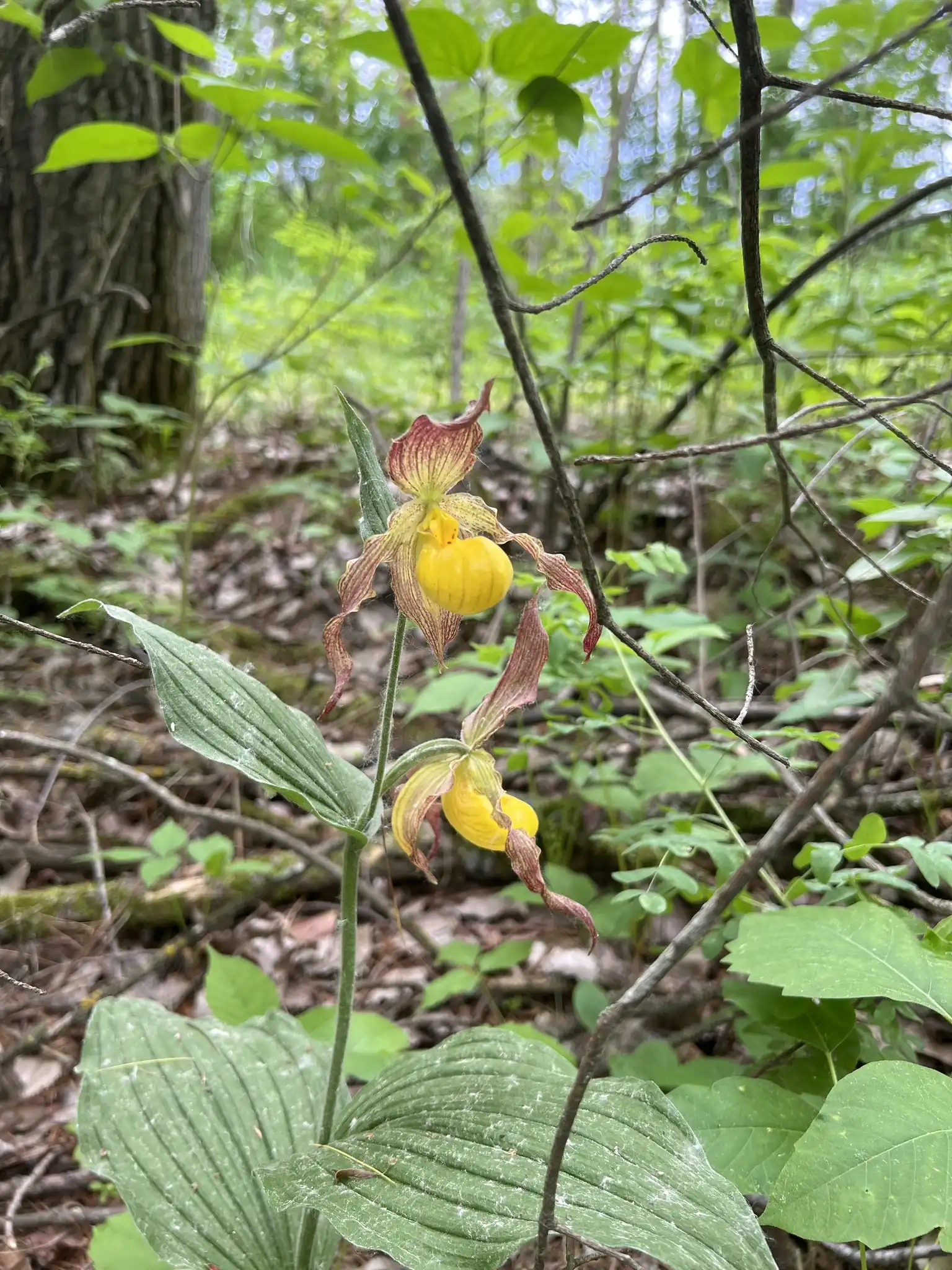 Small Yellow Lady's Slipper