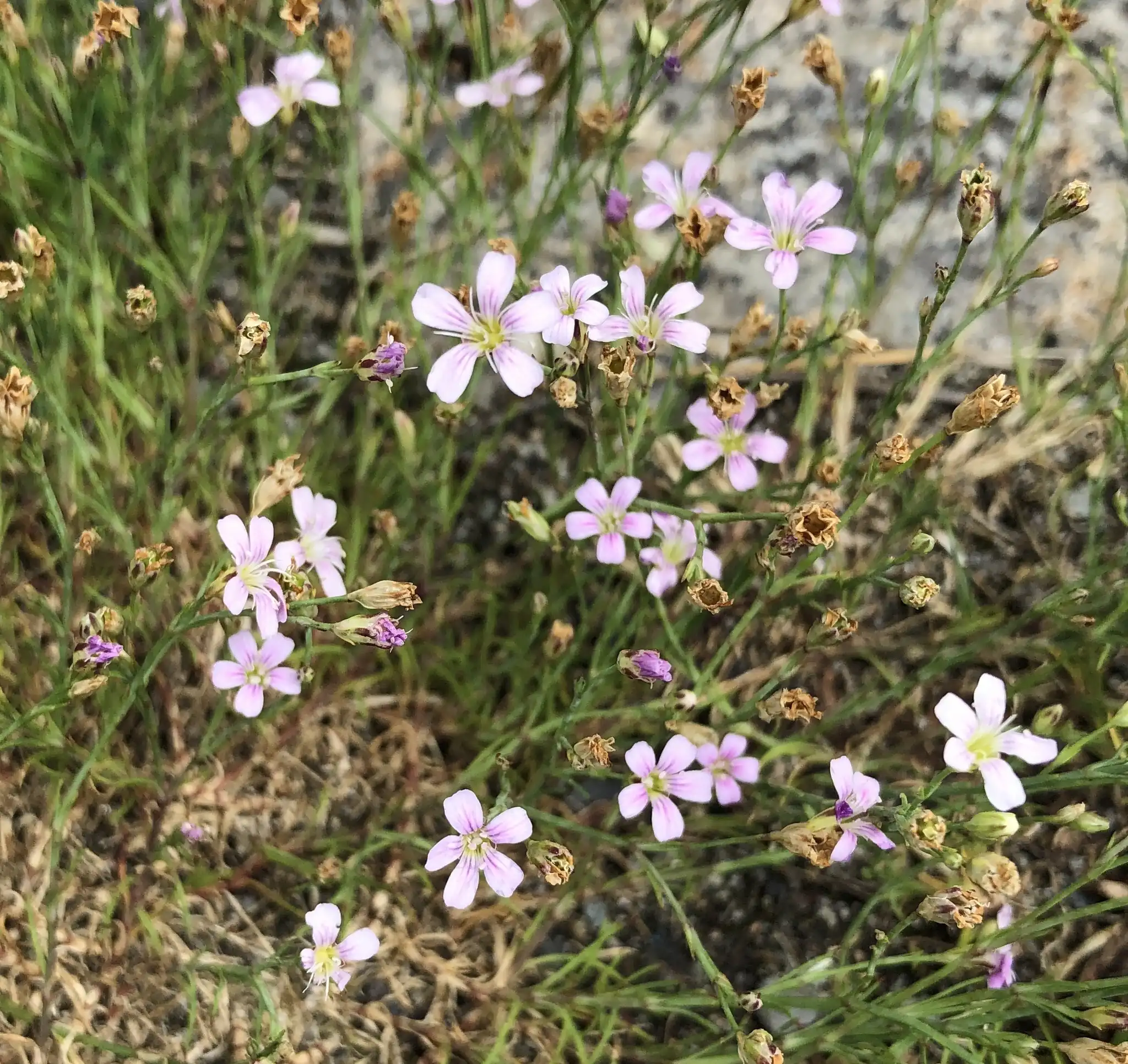 Tunic Flower