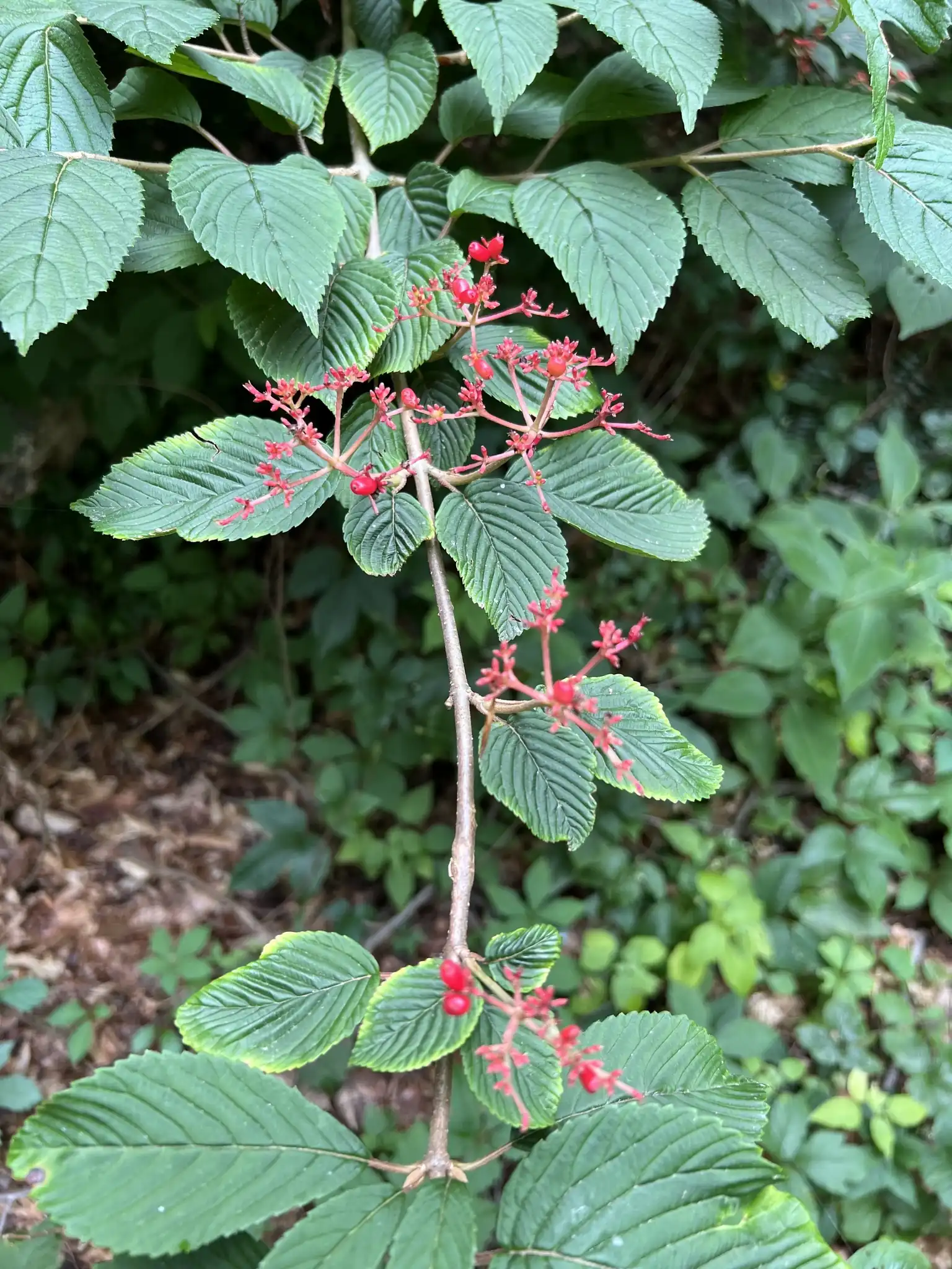 Doublefile Viburnum
