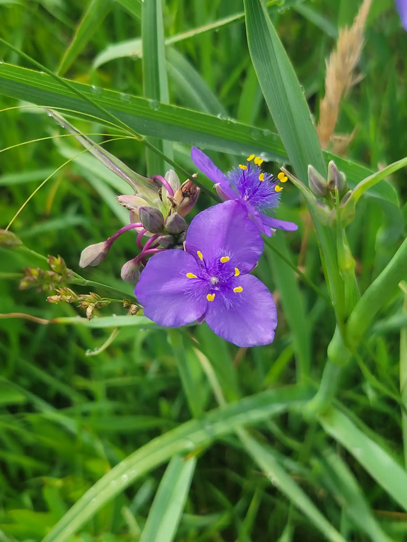Ohio Spiderwort