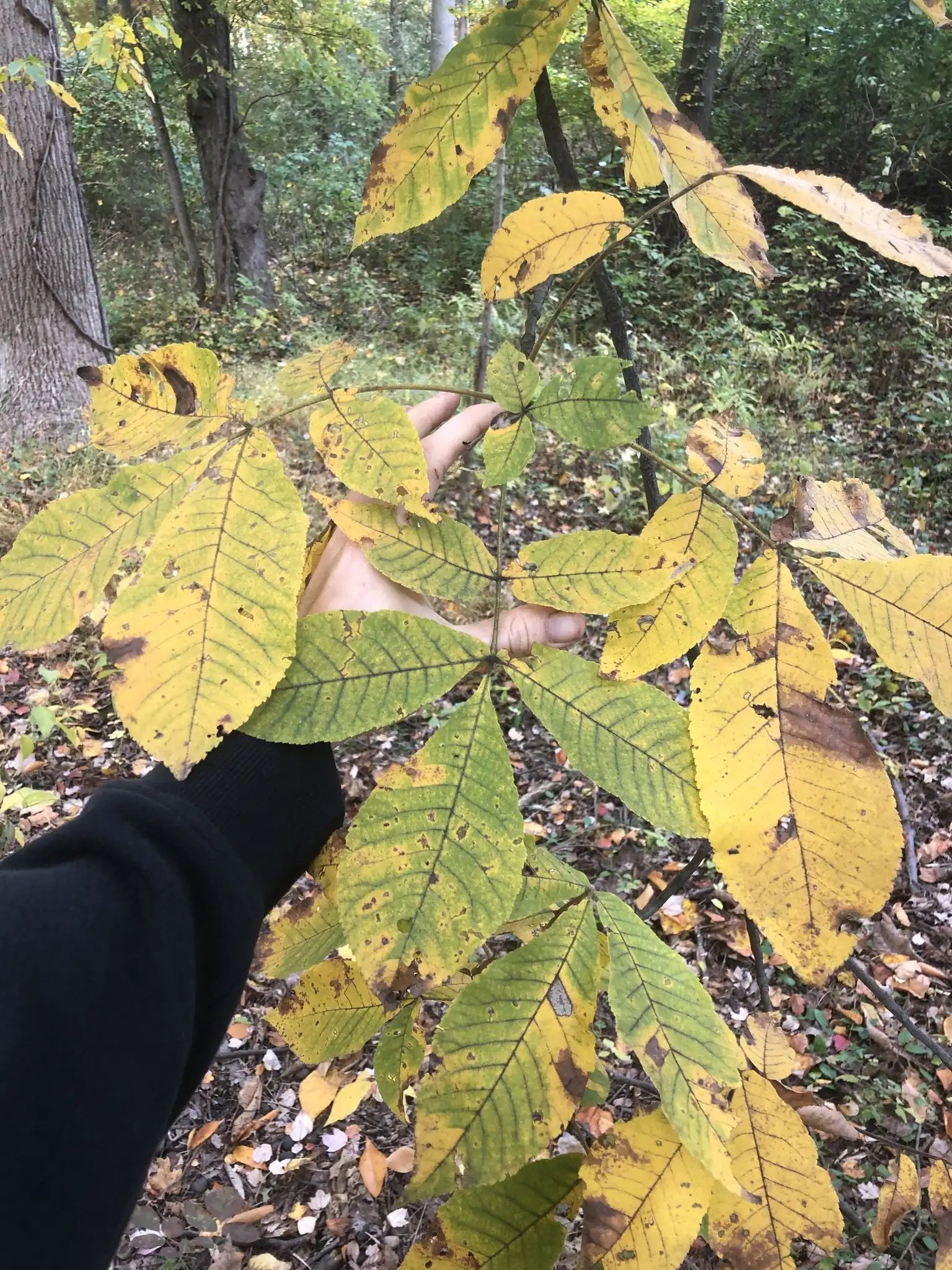 Shagbark Hickory