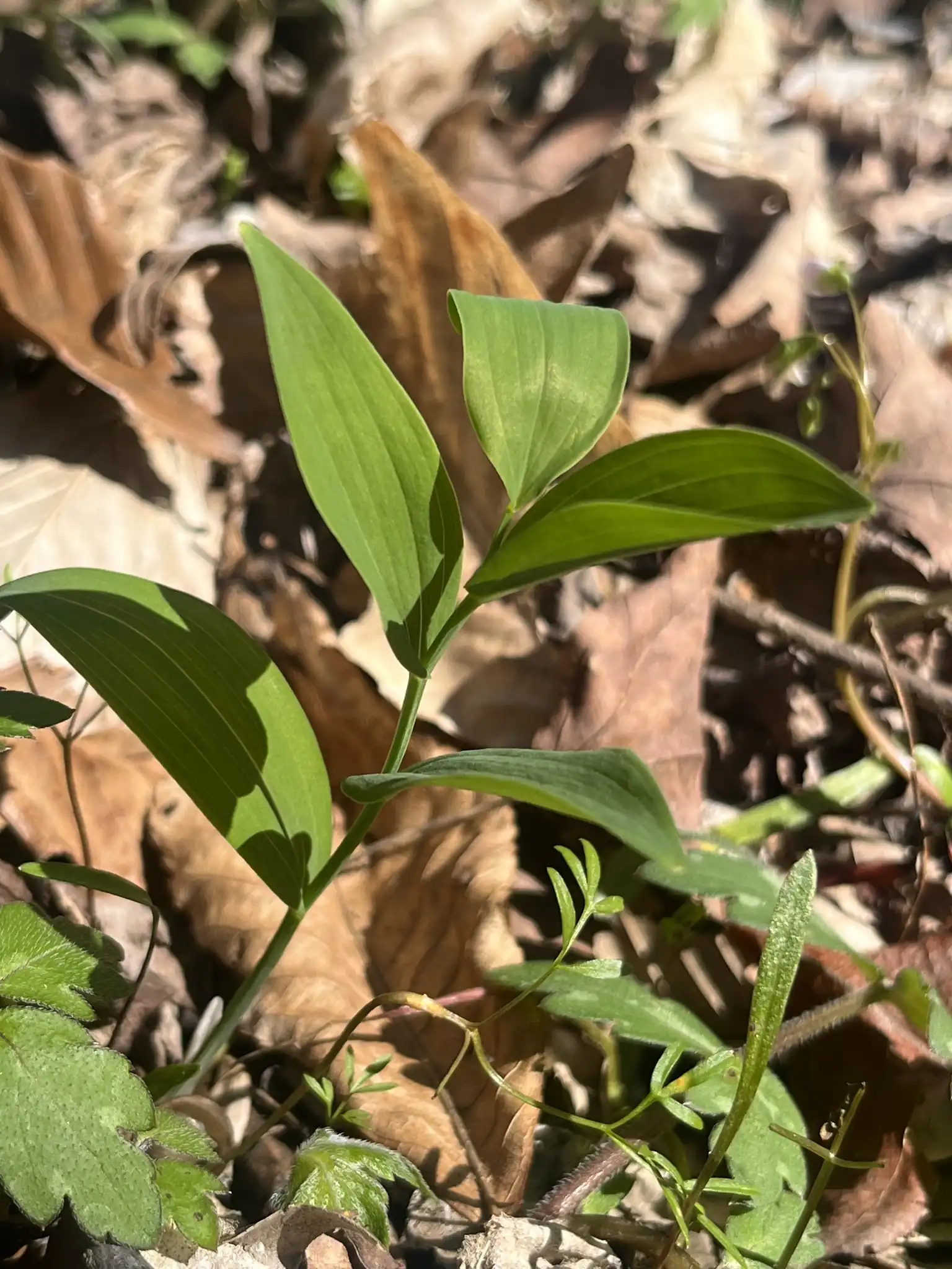 Solomon's Seal