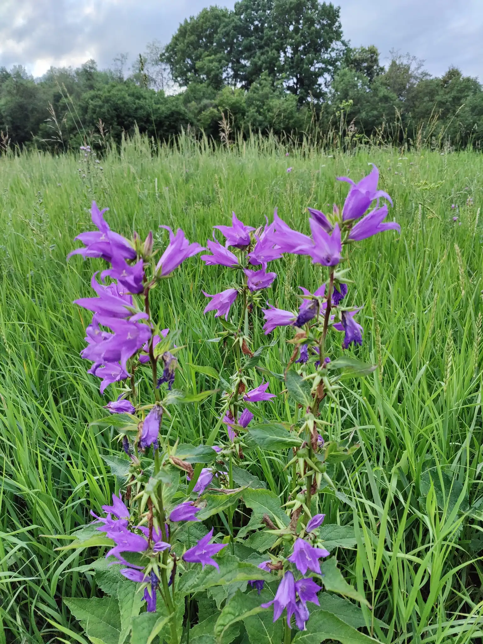 Bellflower