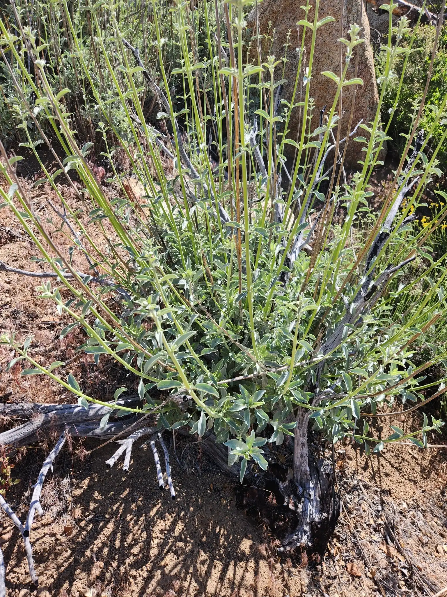 White Sage