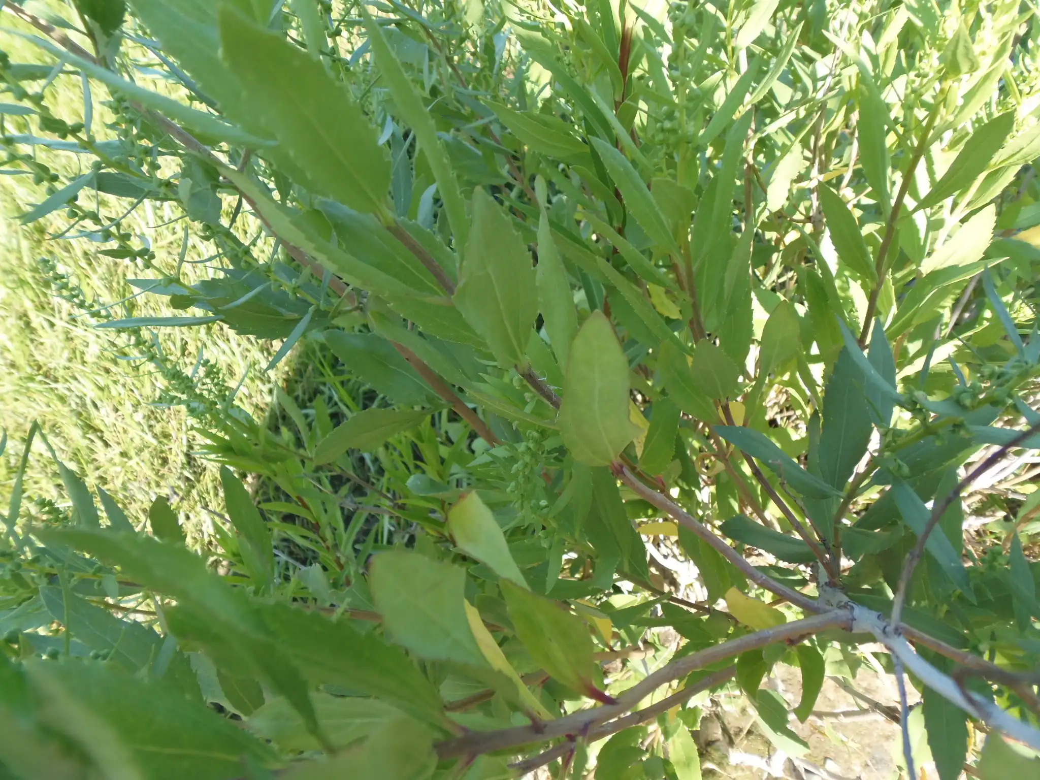 Jesuit's Bark