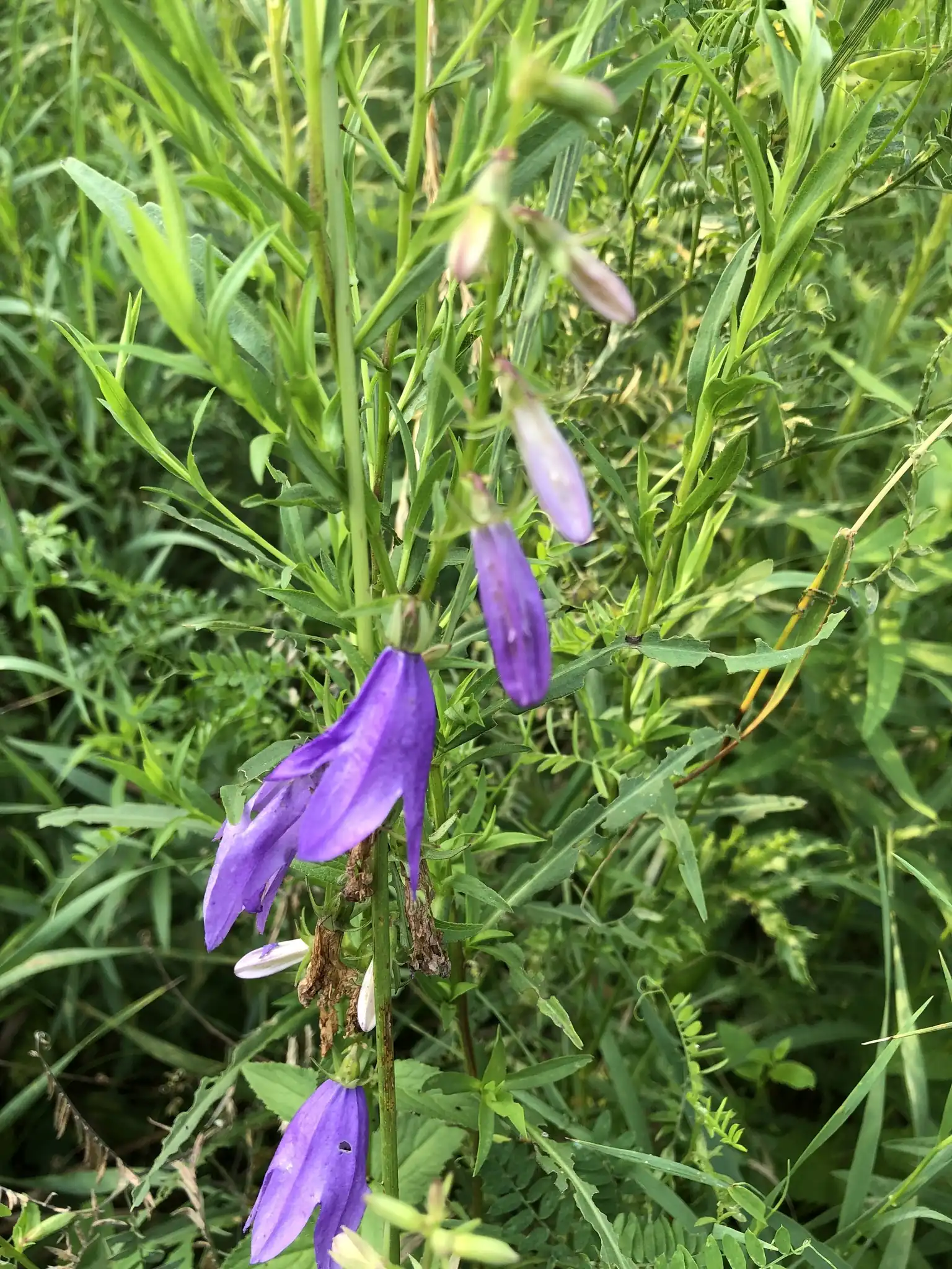 Creeping Bellflower