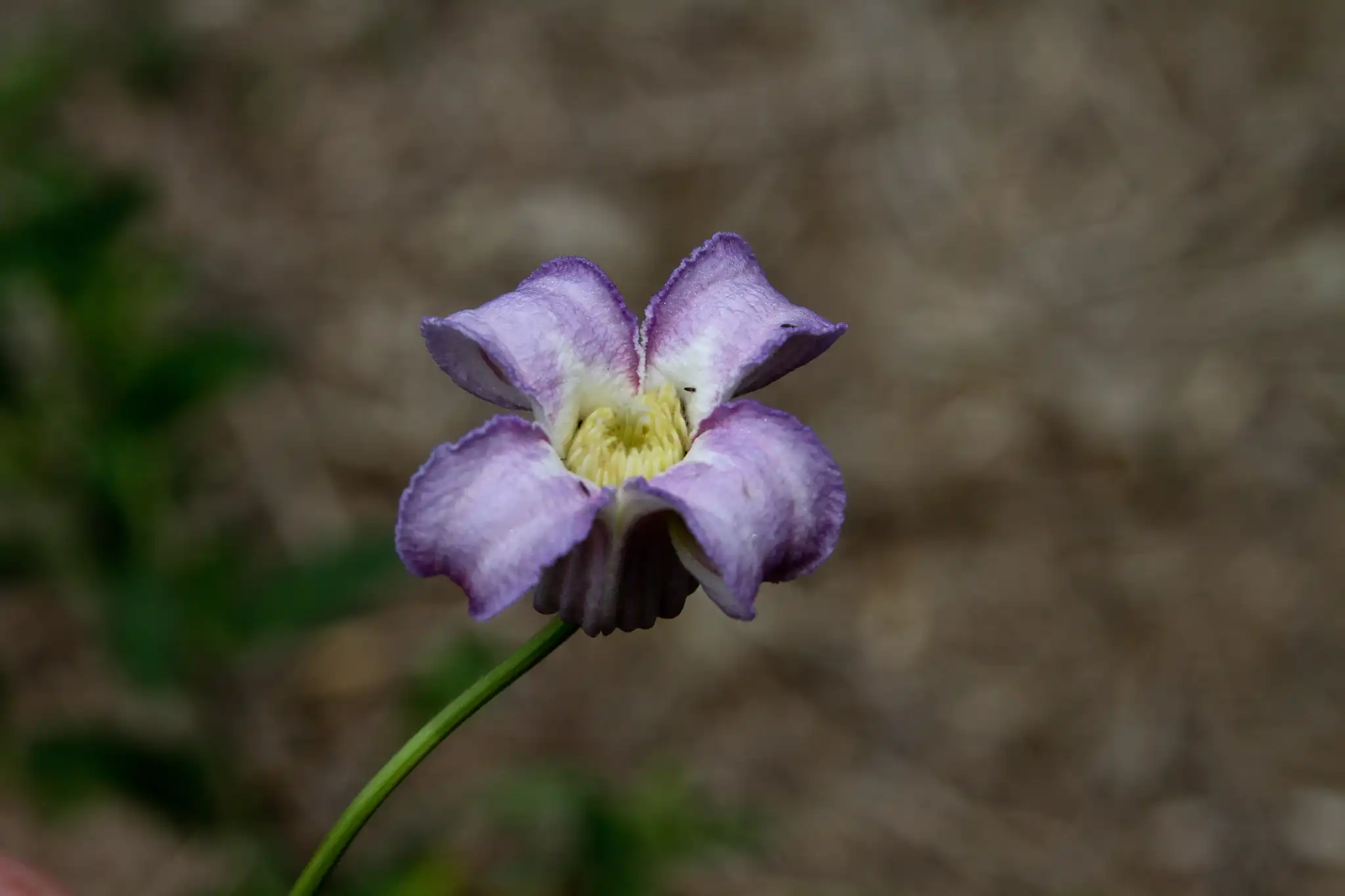 Swamp Leather Flower
