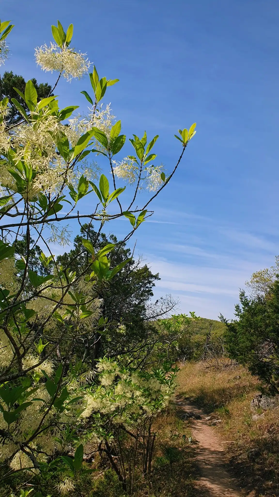 White Fringetree