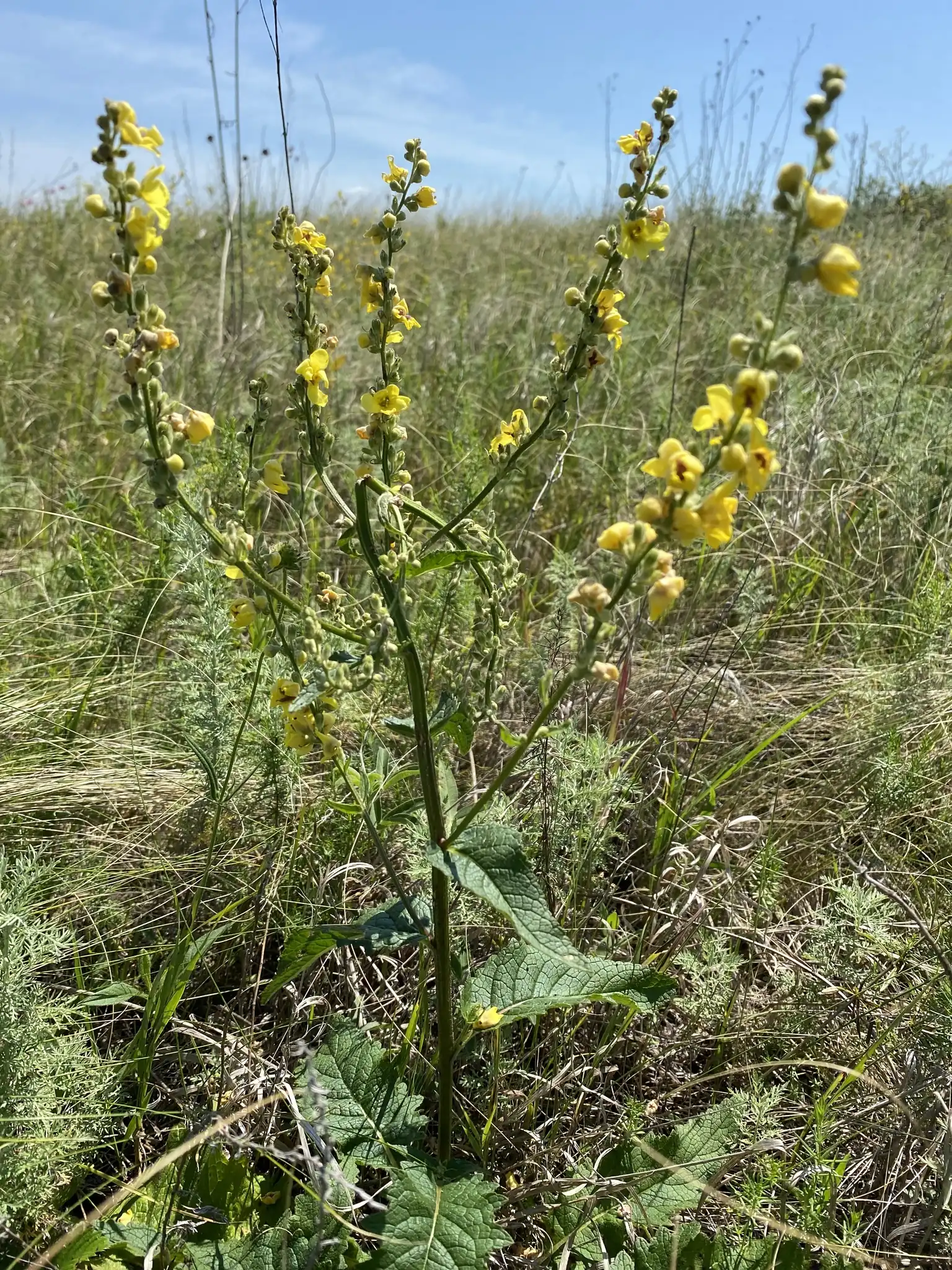 Mullein