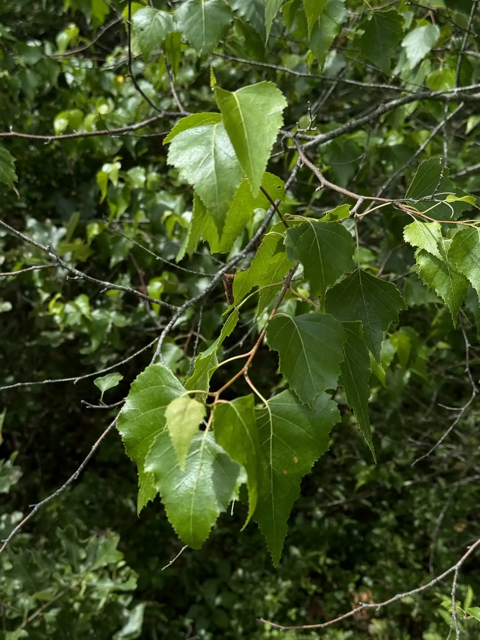 Gray Birch