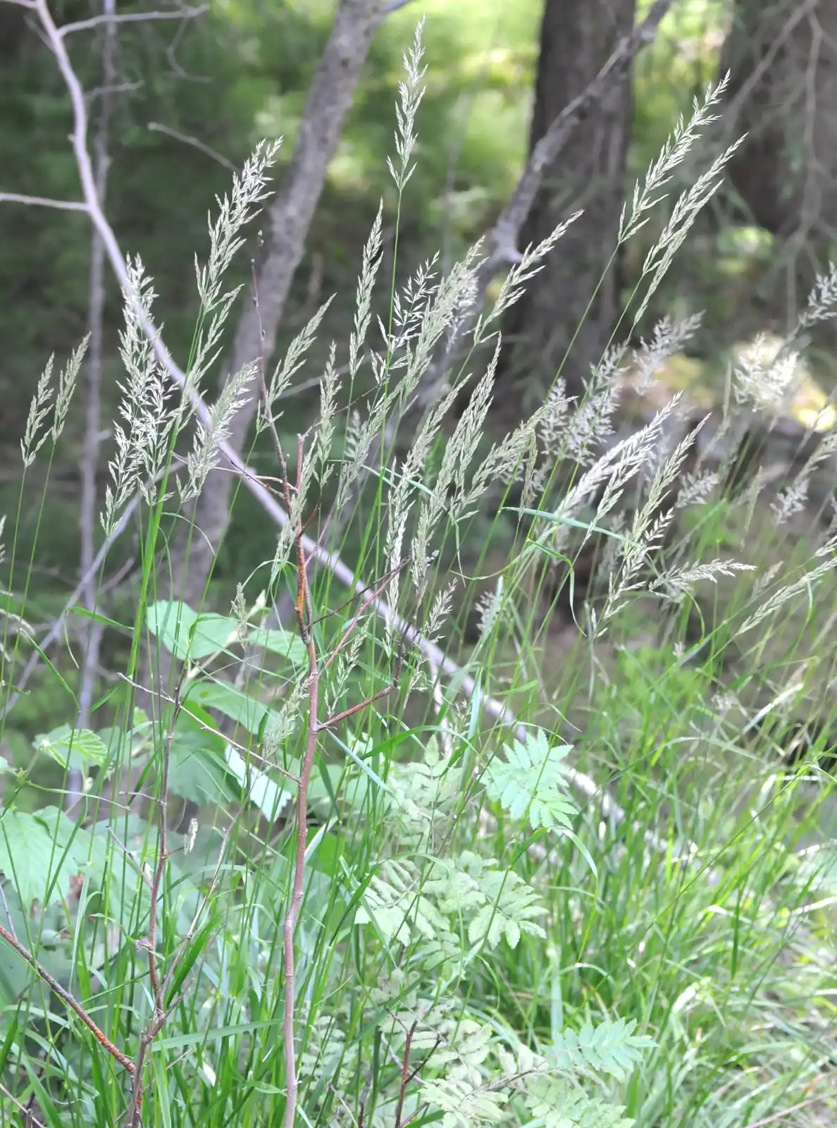 Korean Feather Reed Grass