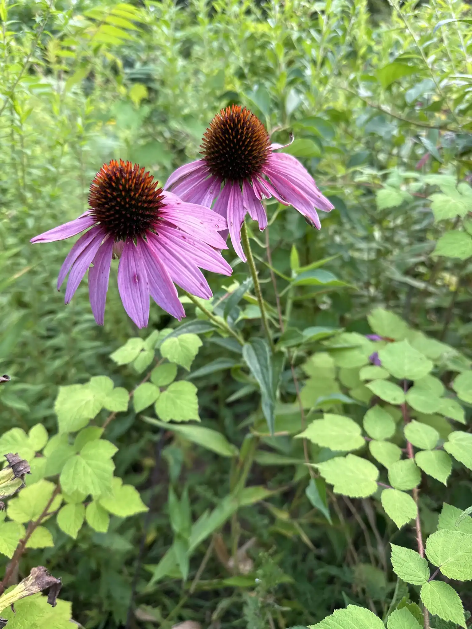 Purple Coneflower