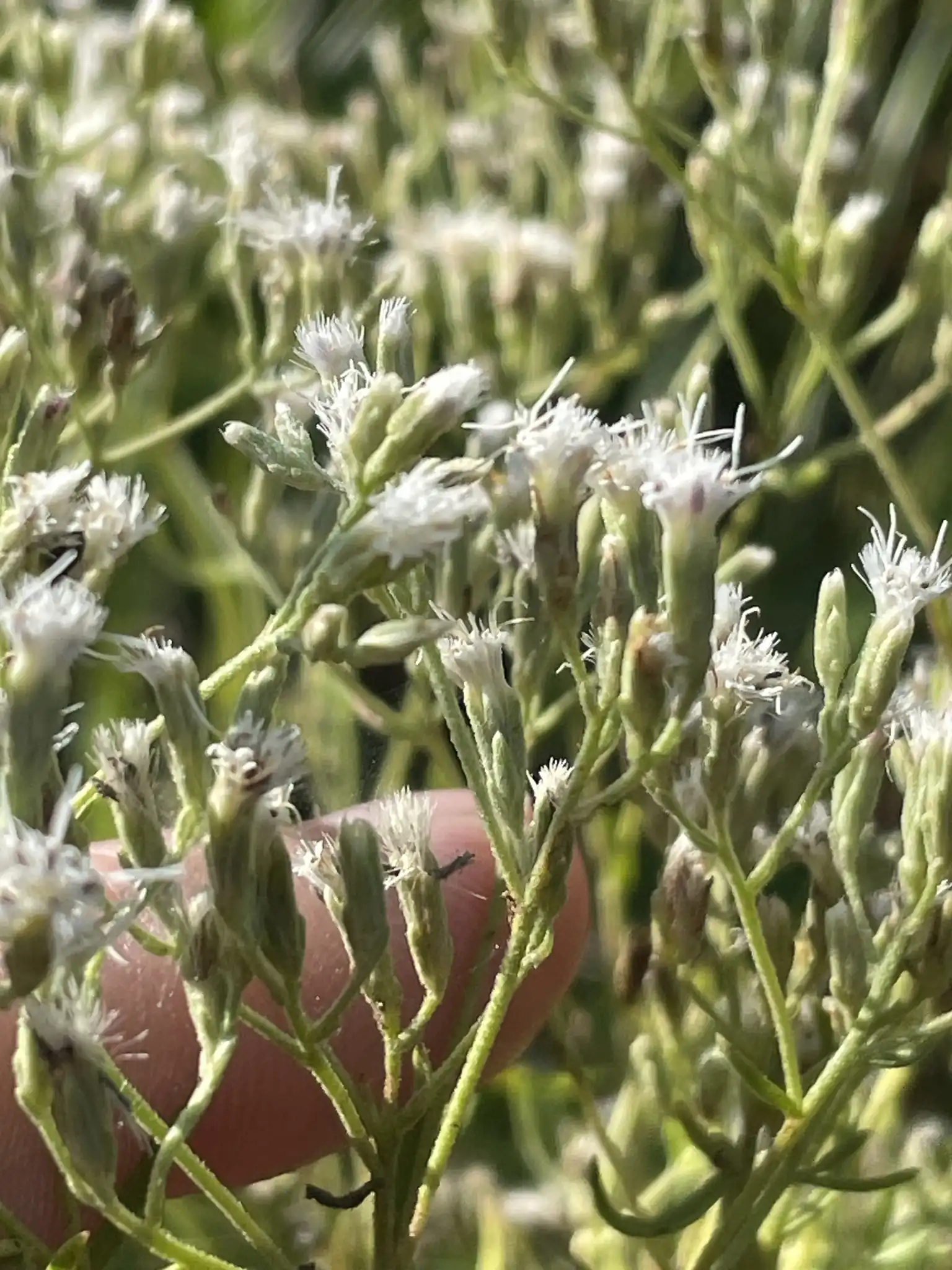 Hyssop-leaved Thoroughwort