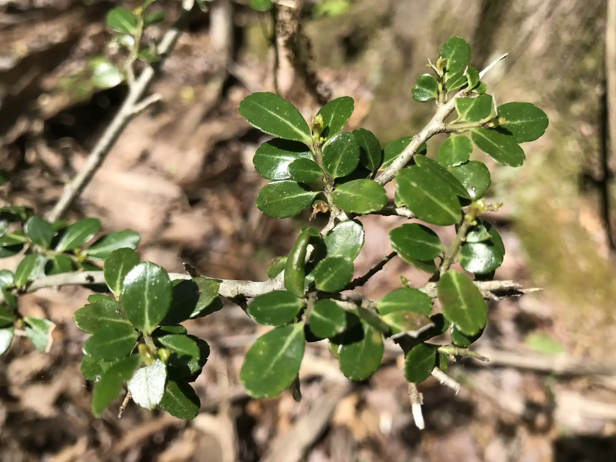 Japanese Holly