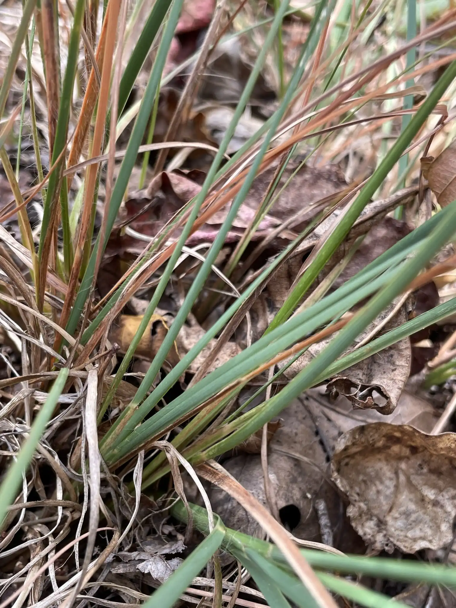 Little Bluestem