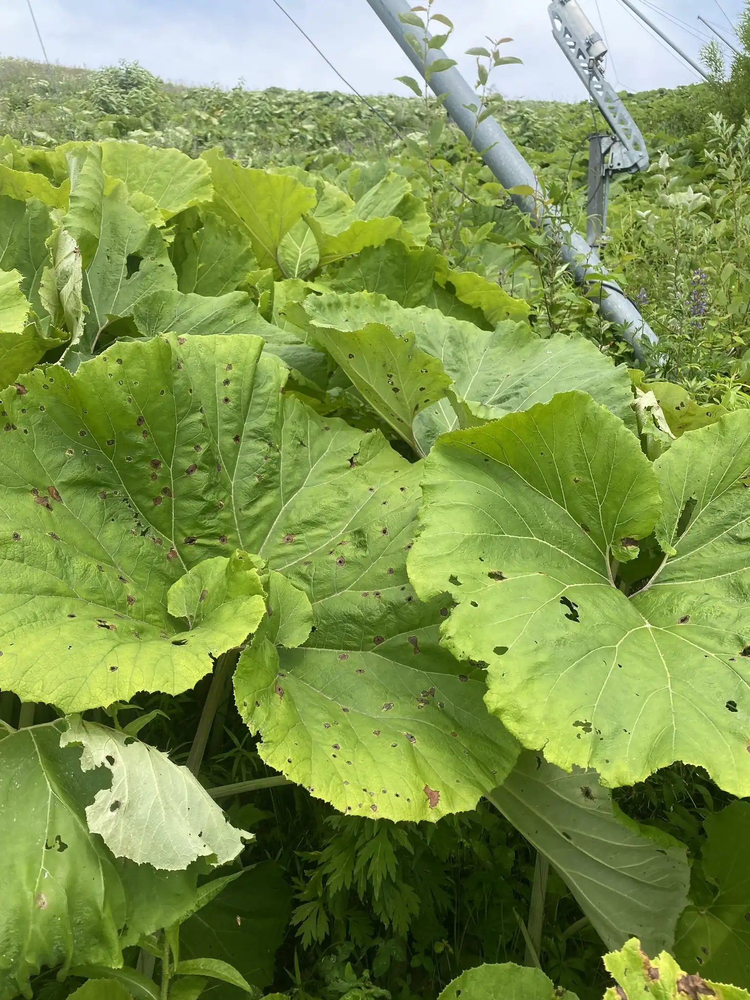 Japanese Butterbur