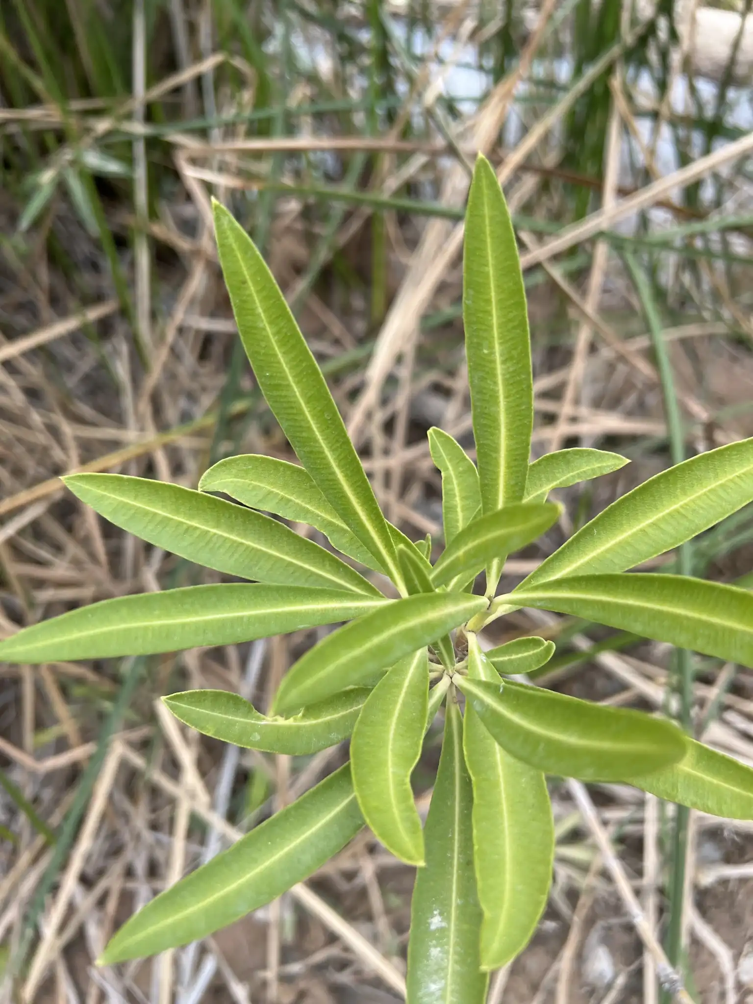 Oleander