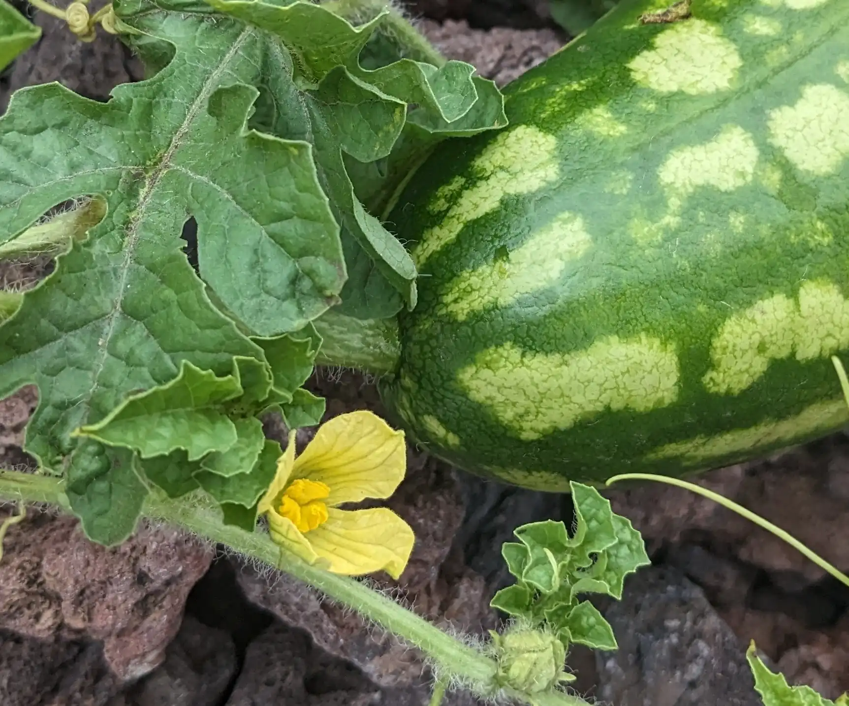 Watermelon