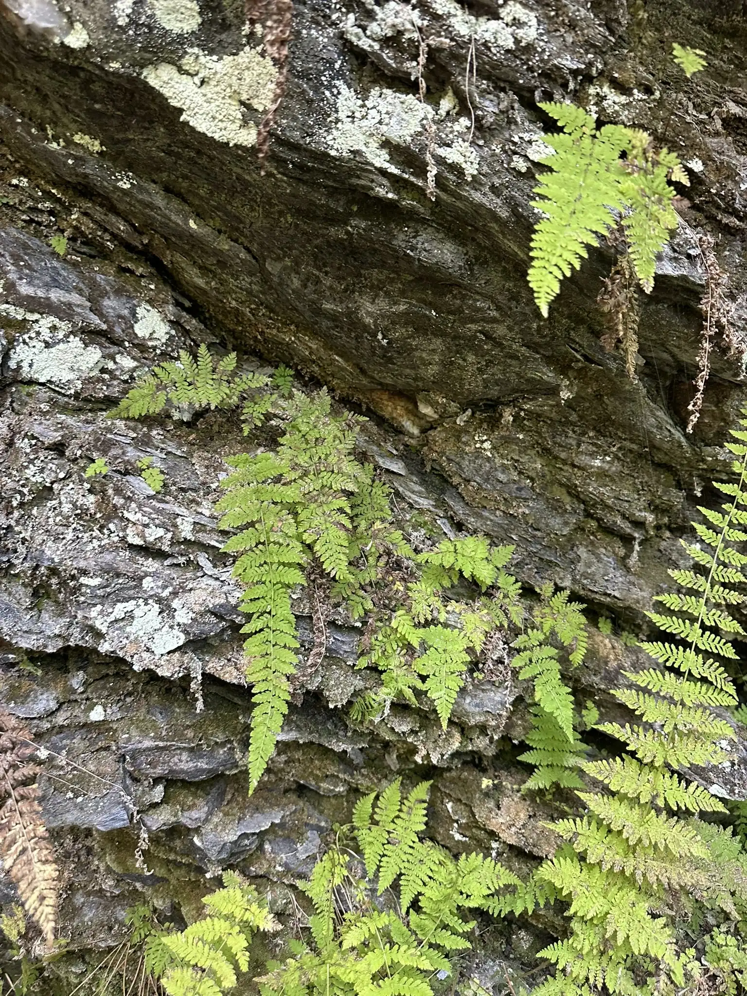Bulblet Fern
