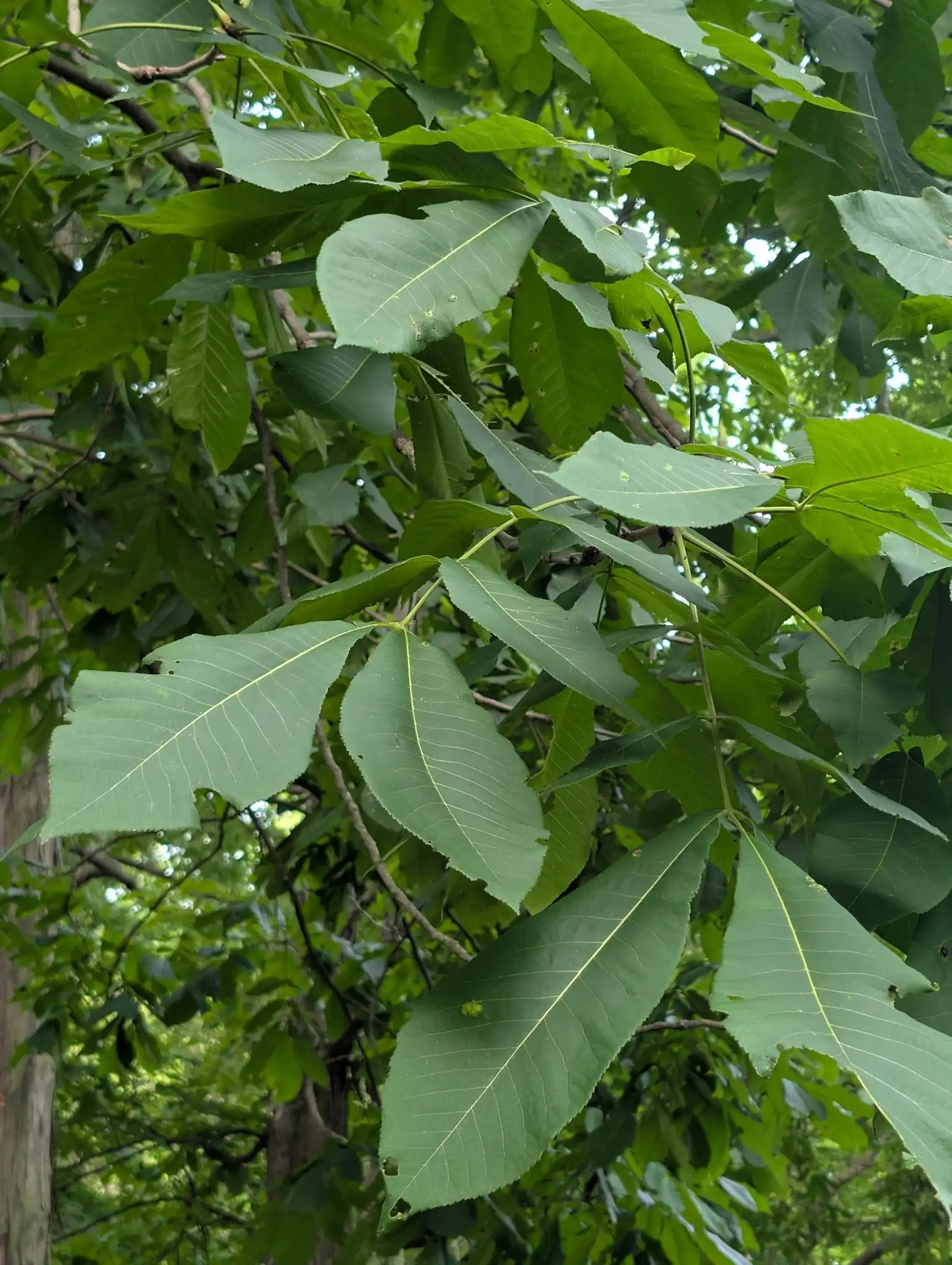Shellbark Hickory