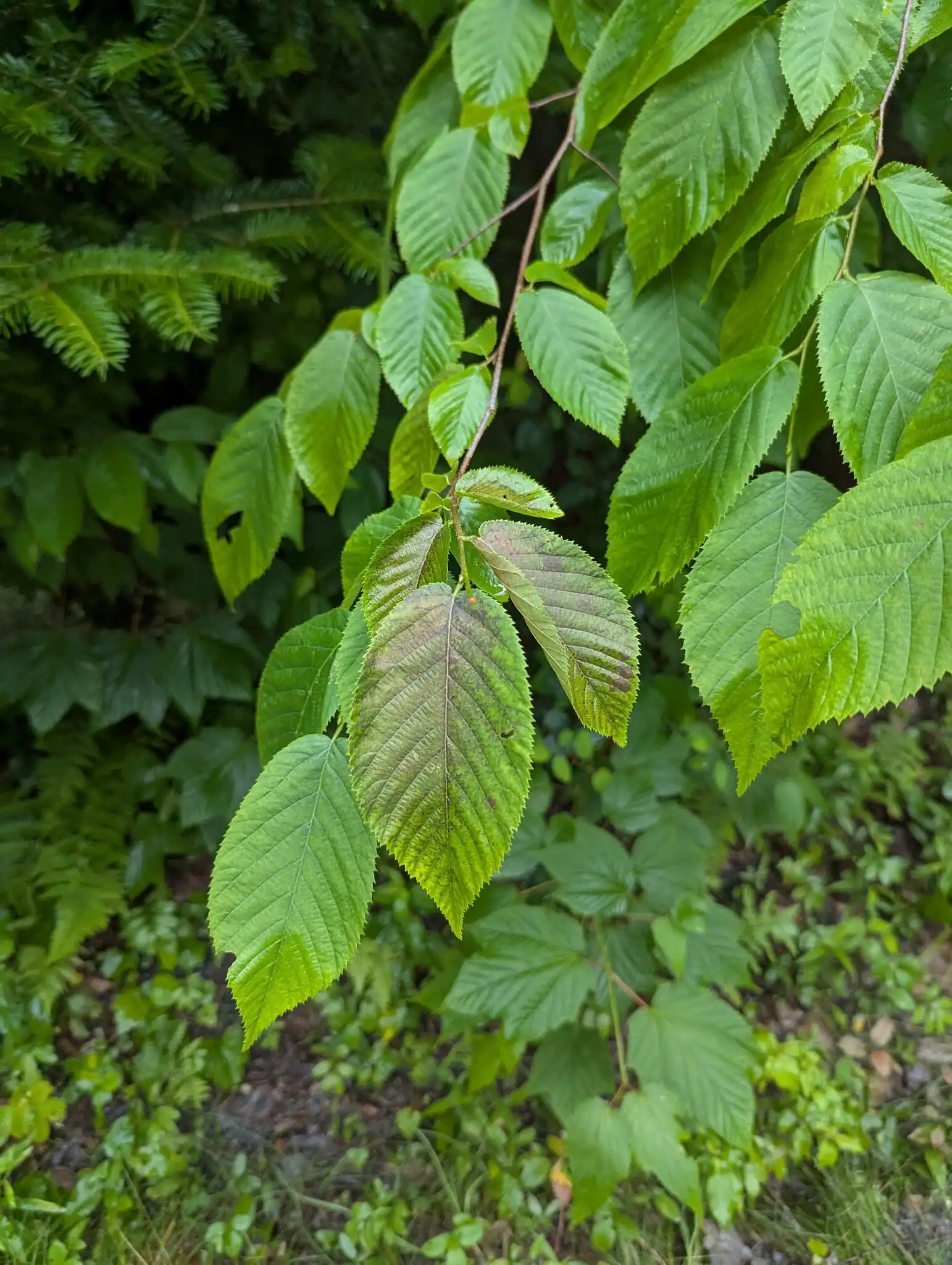 American Hophornbeam