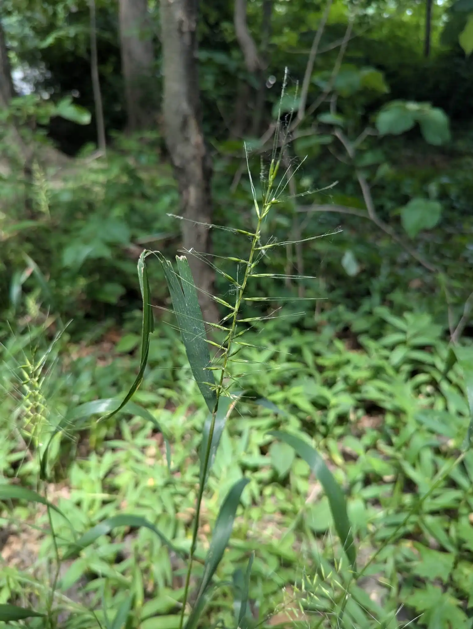 Bottlebrush Grass