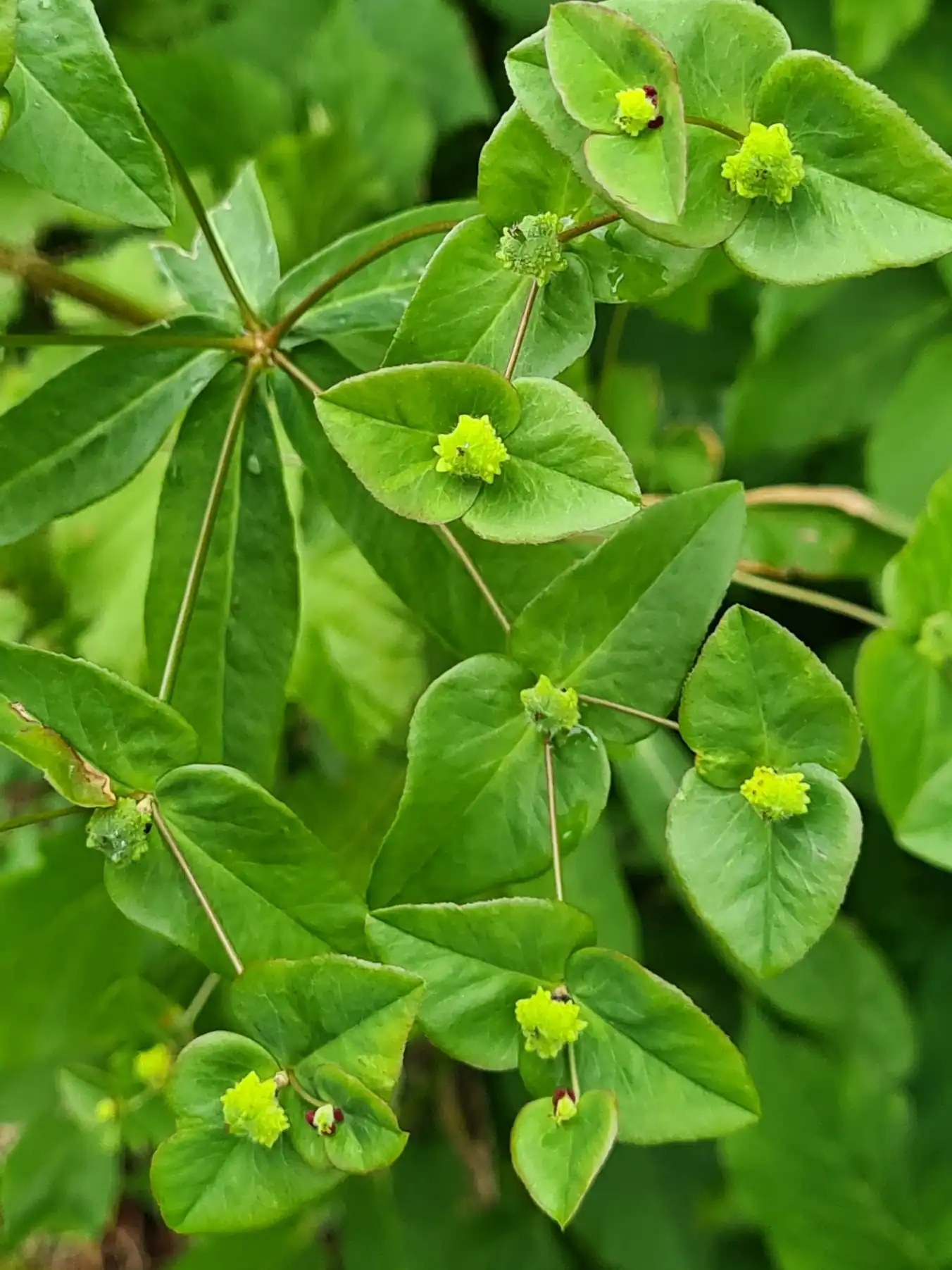 Spurge
