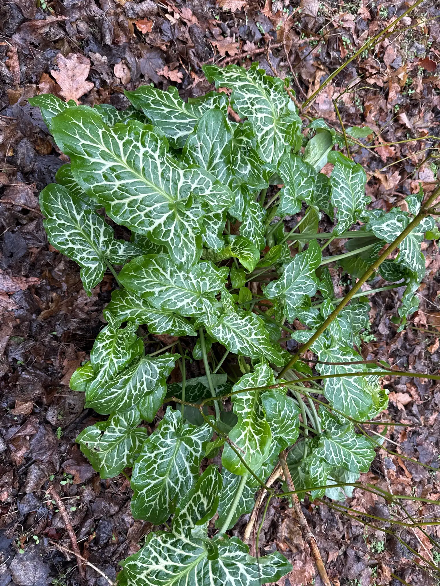 Italian Arum