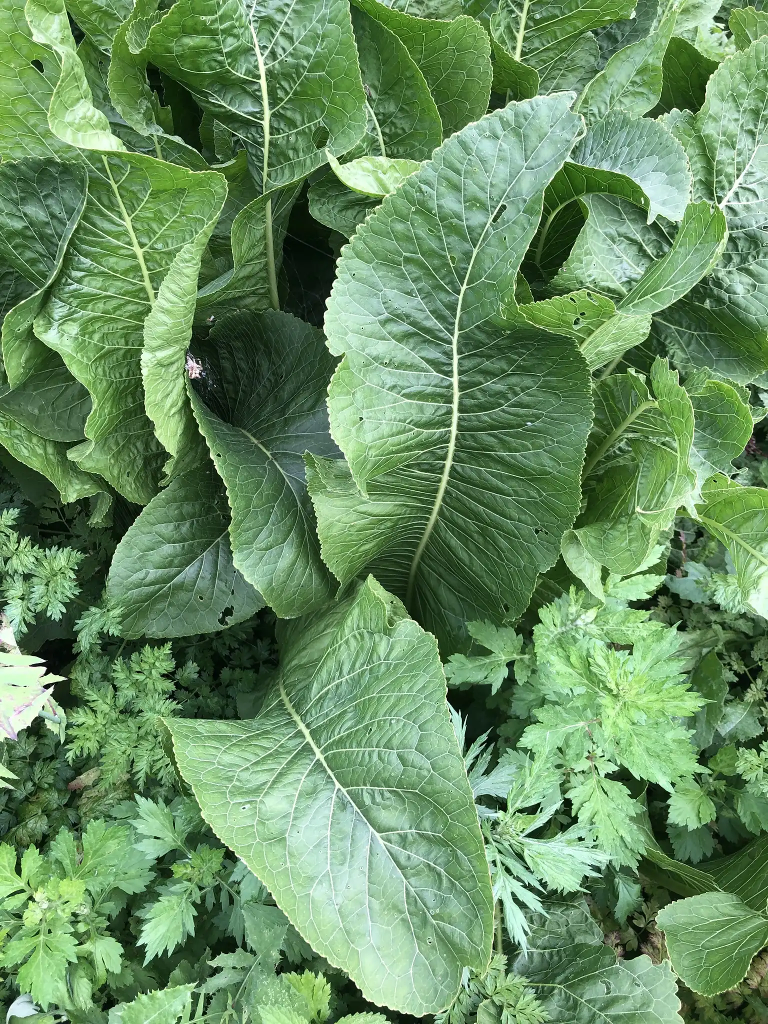 Horseradish