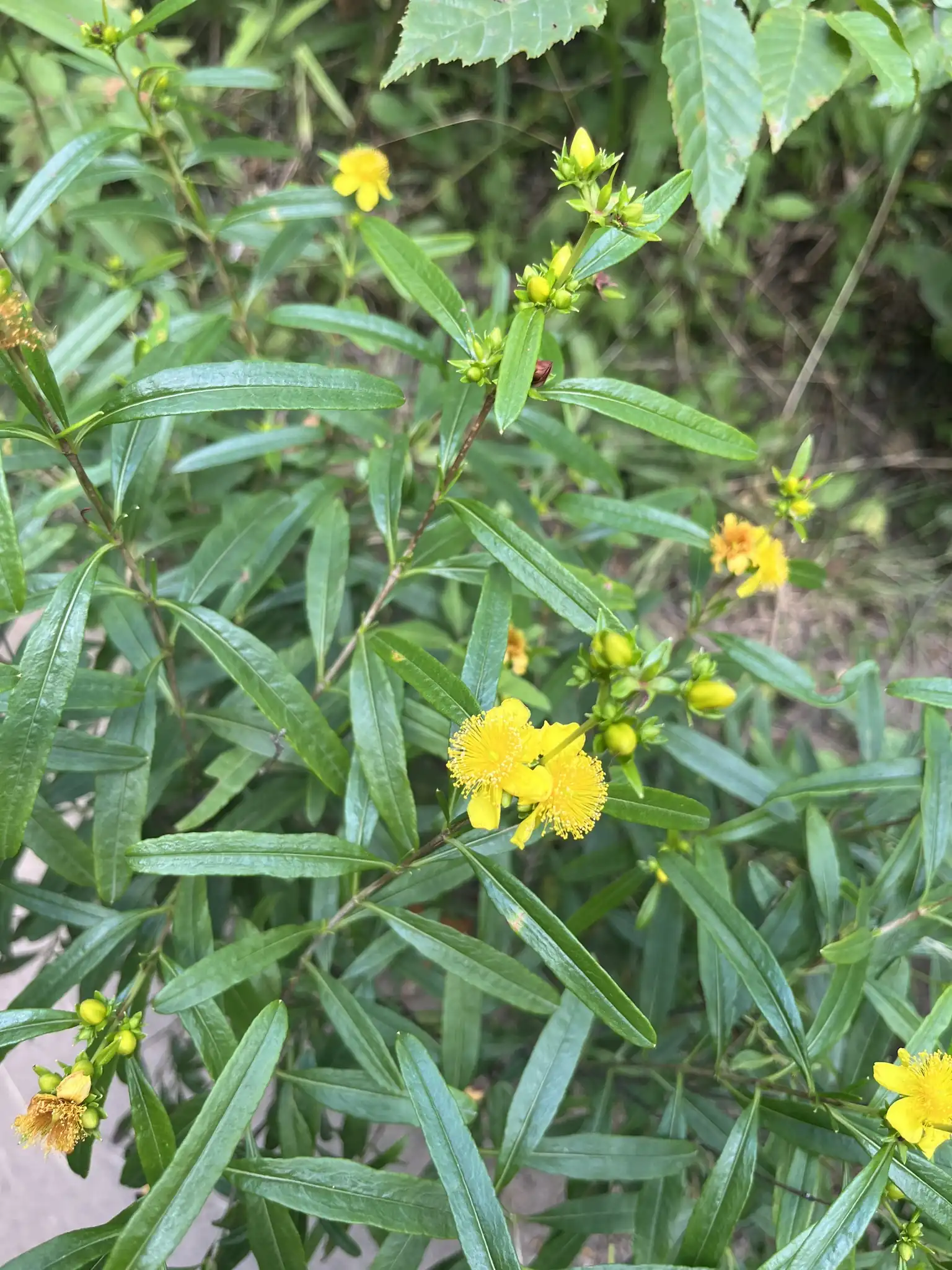 Shrubby St. Johnswort