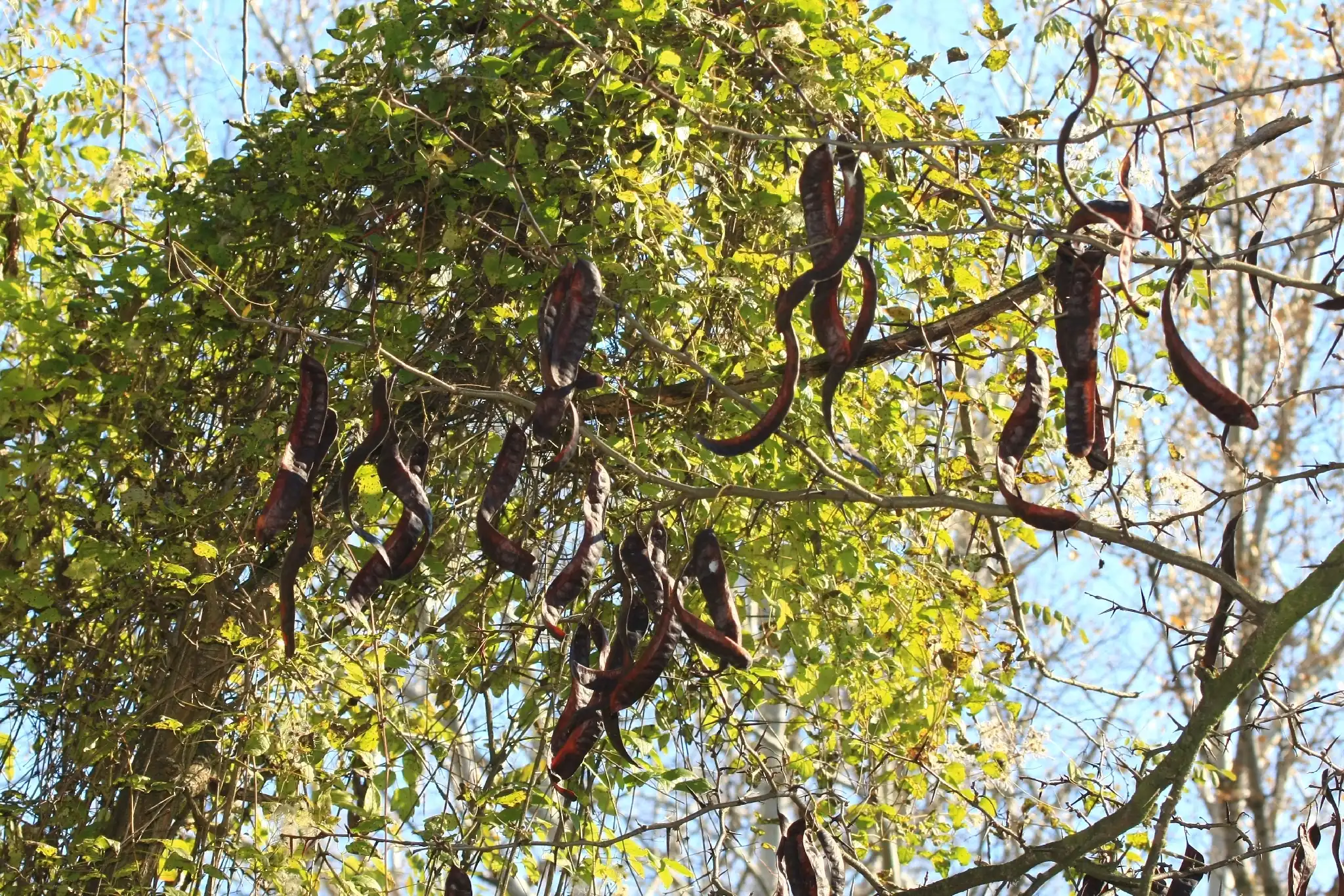 Thornless Honeylocust