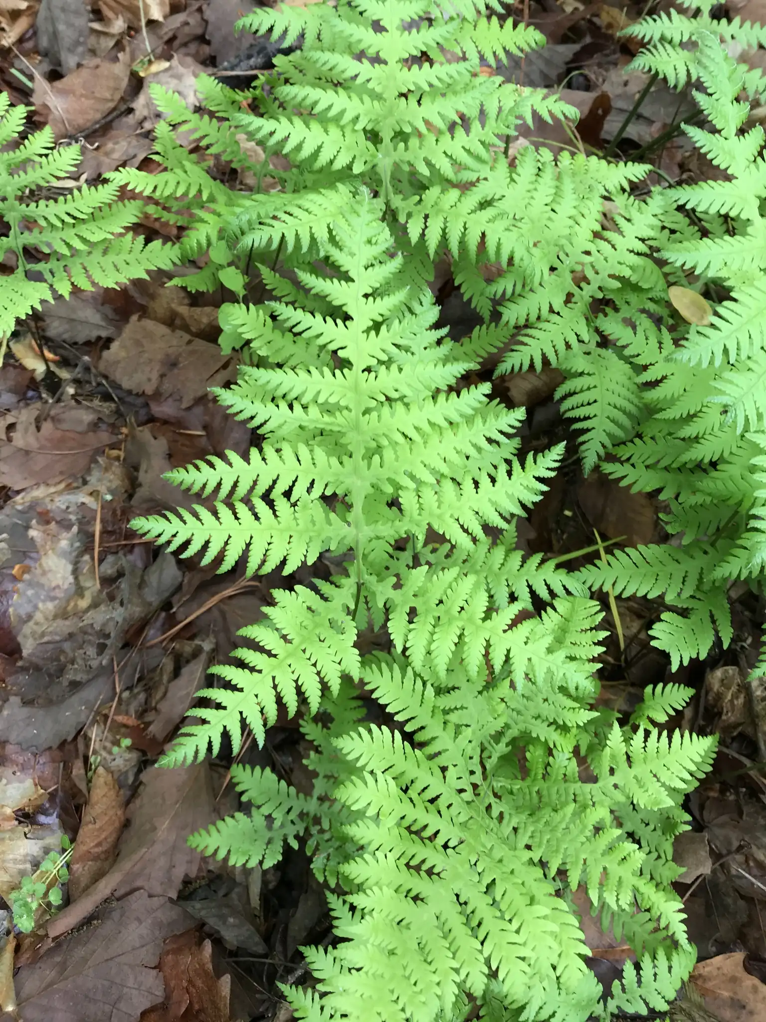 Broad Beech Fern