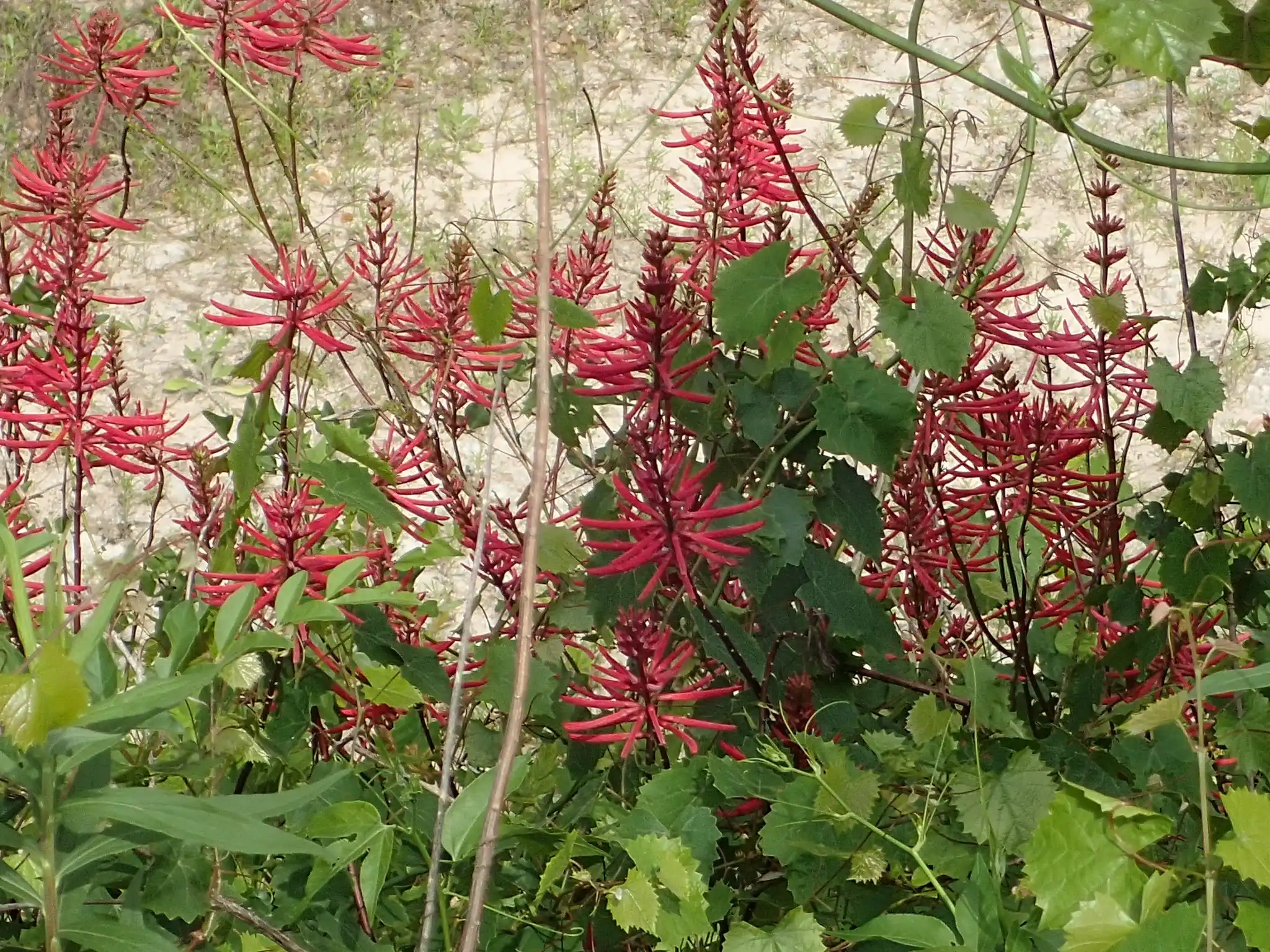 Coralbean