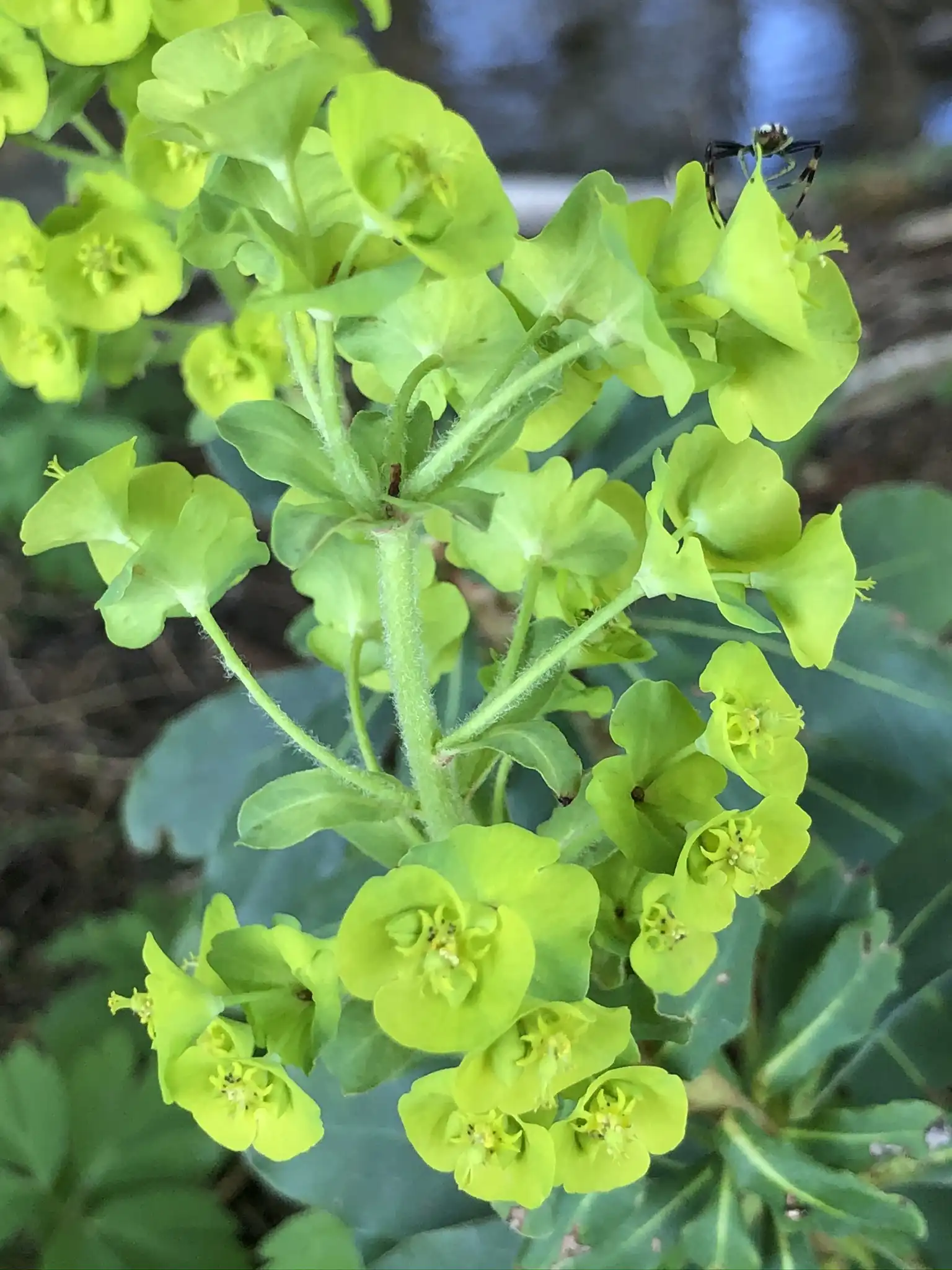 Euphorbia