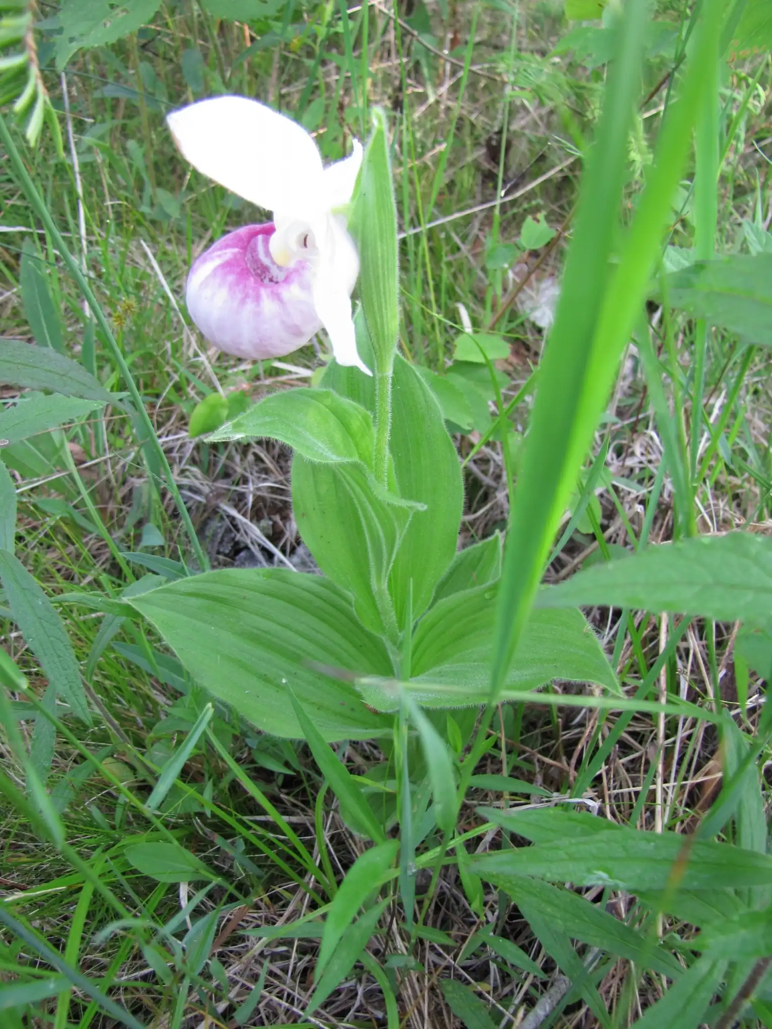 Showy Lady's Slipper