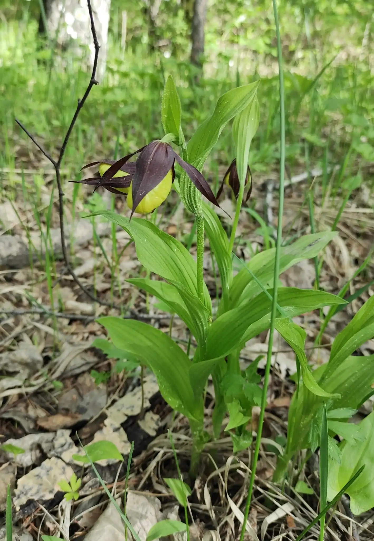 Yellow Lady's Slipper