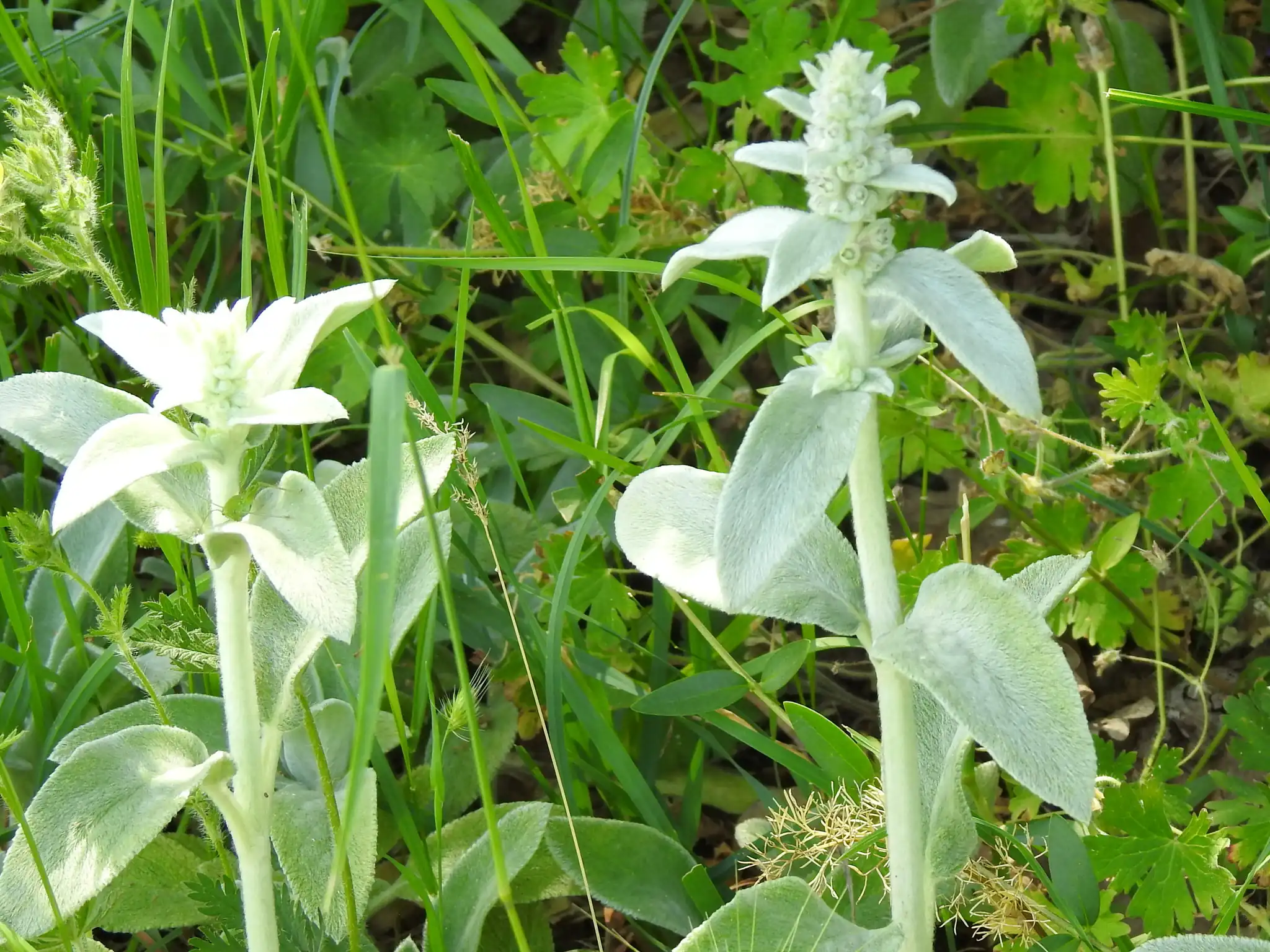 Lamb's Ear